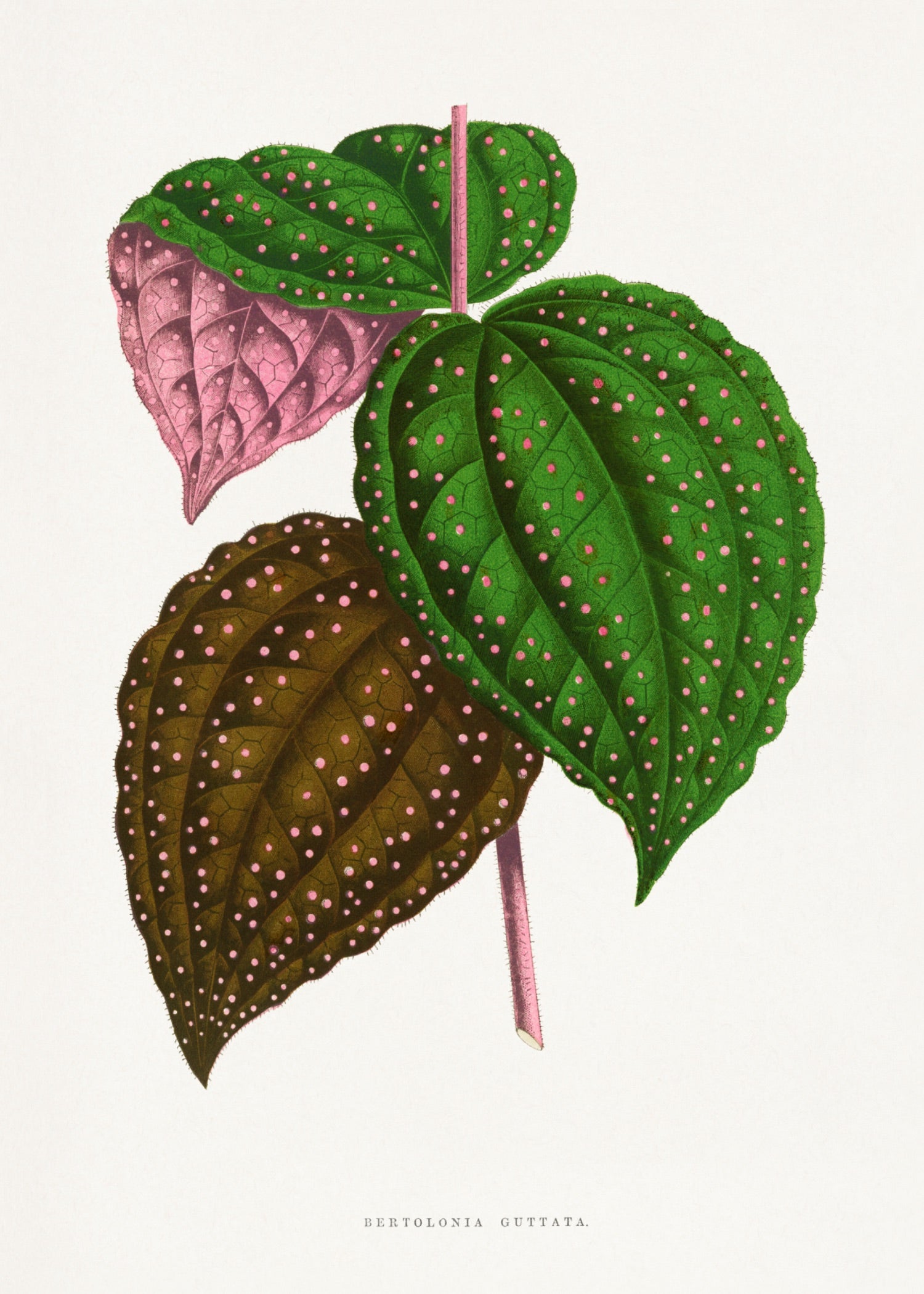 VINTAGE LEAF 36