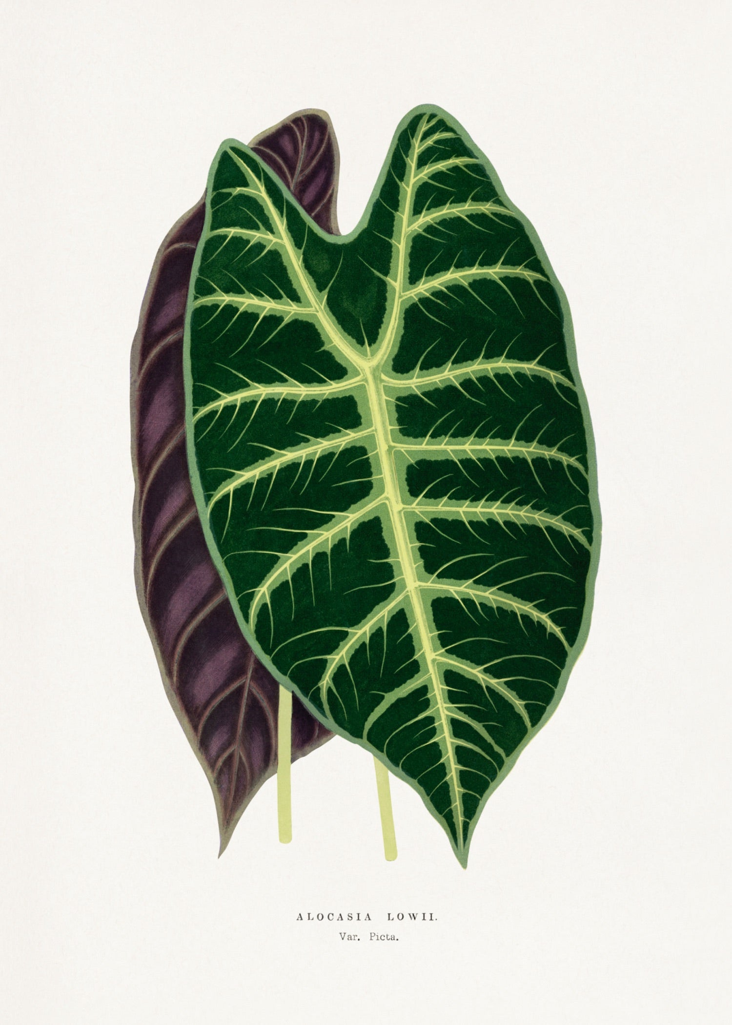 VINTAGE LEAF 38