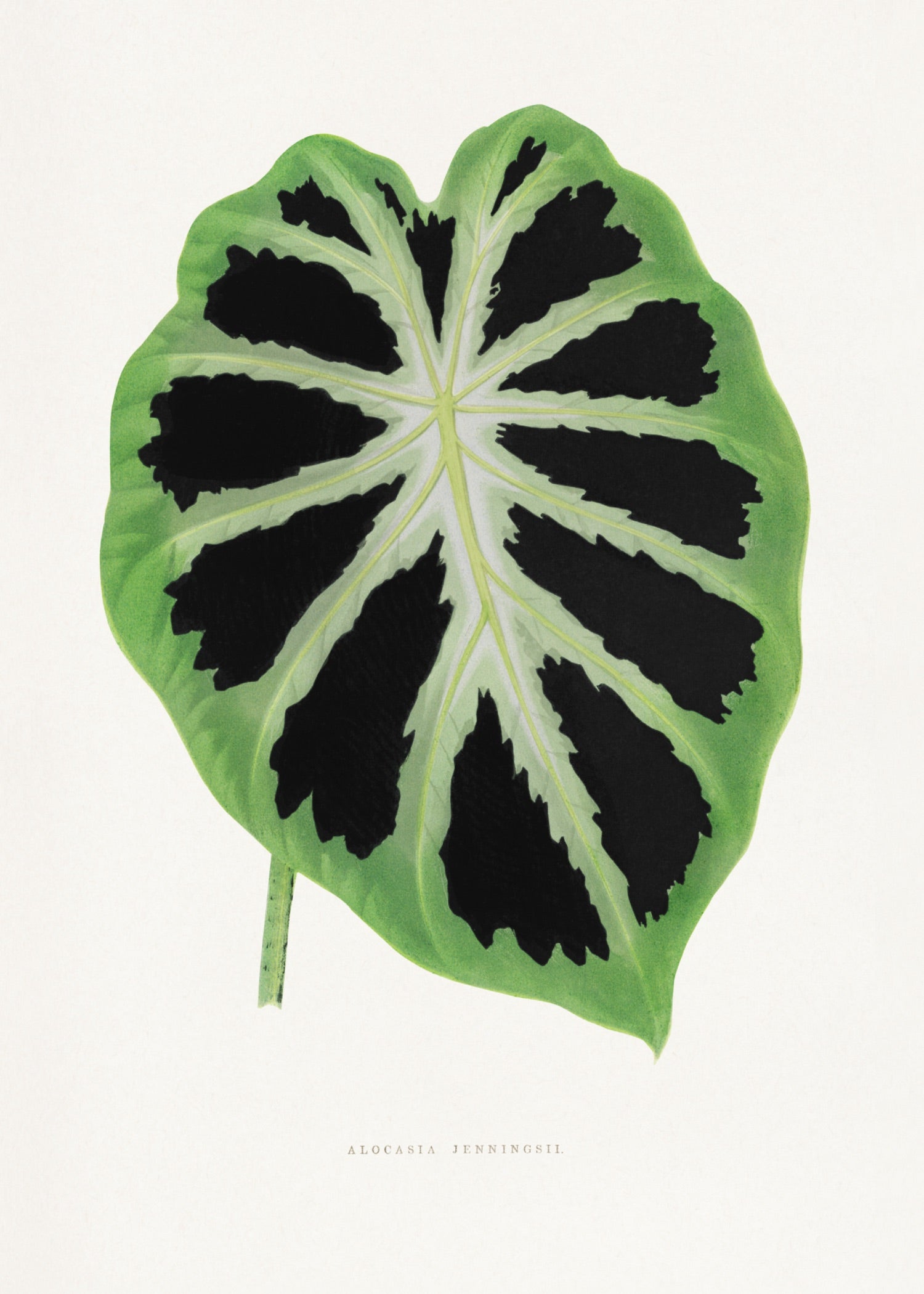 VINTAGE LEAF 39
