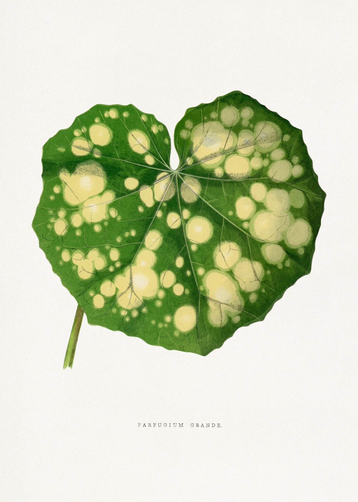 VINTAGE LEAF 4