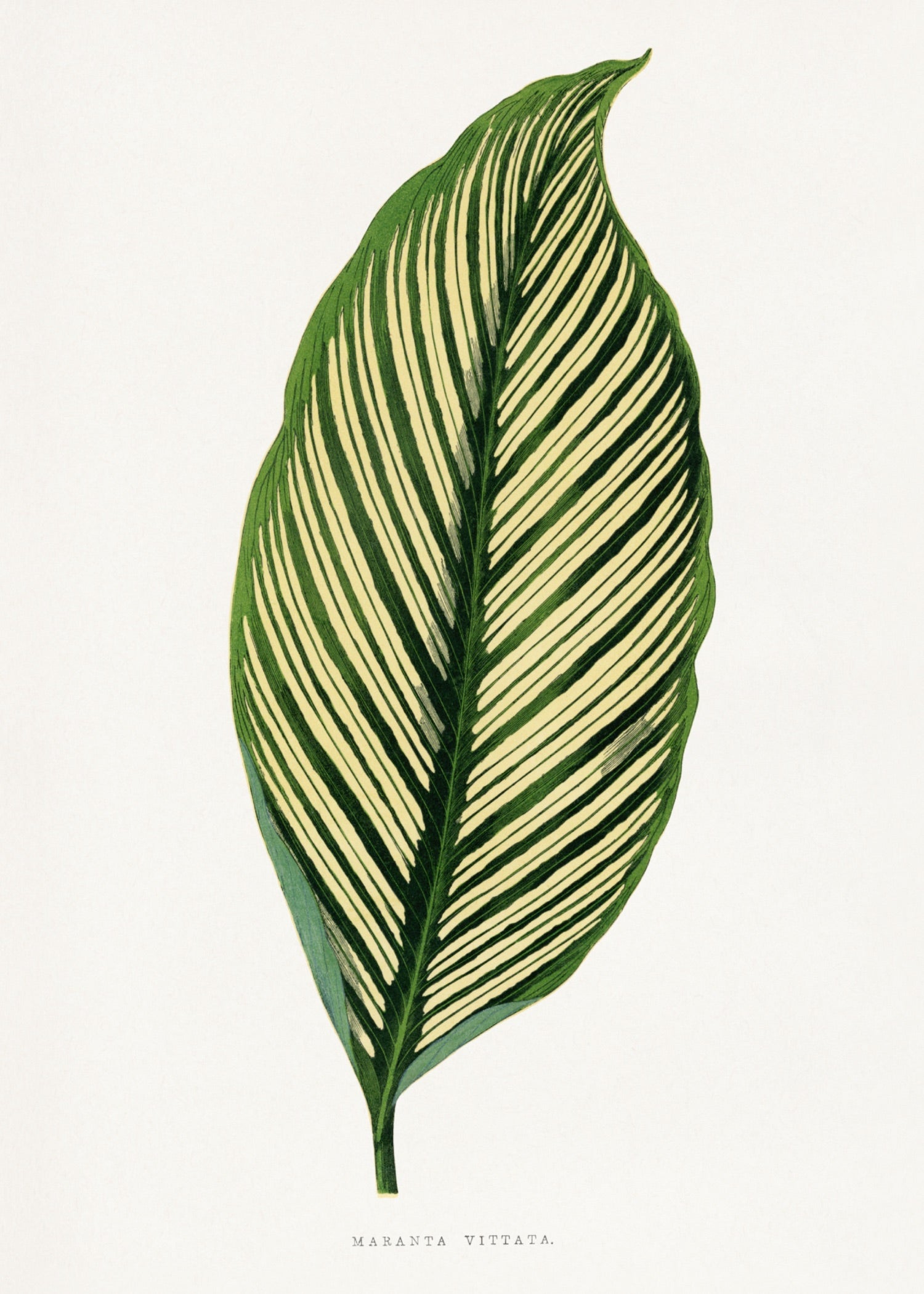 VINTAGE LEAF 40