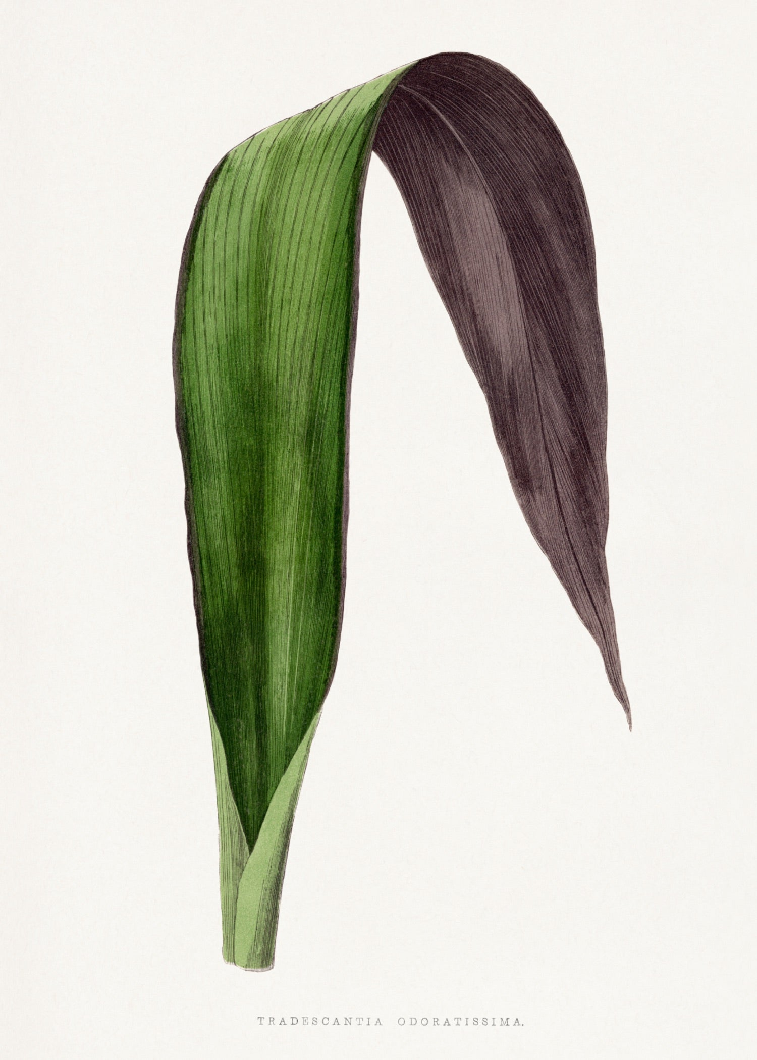 VINTAGE LEAF 41