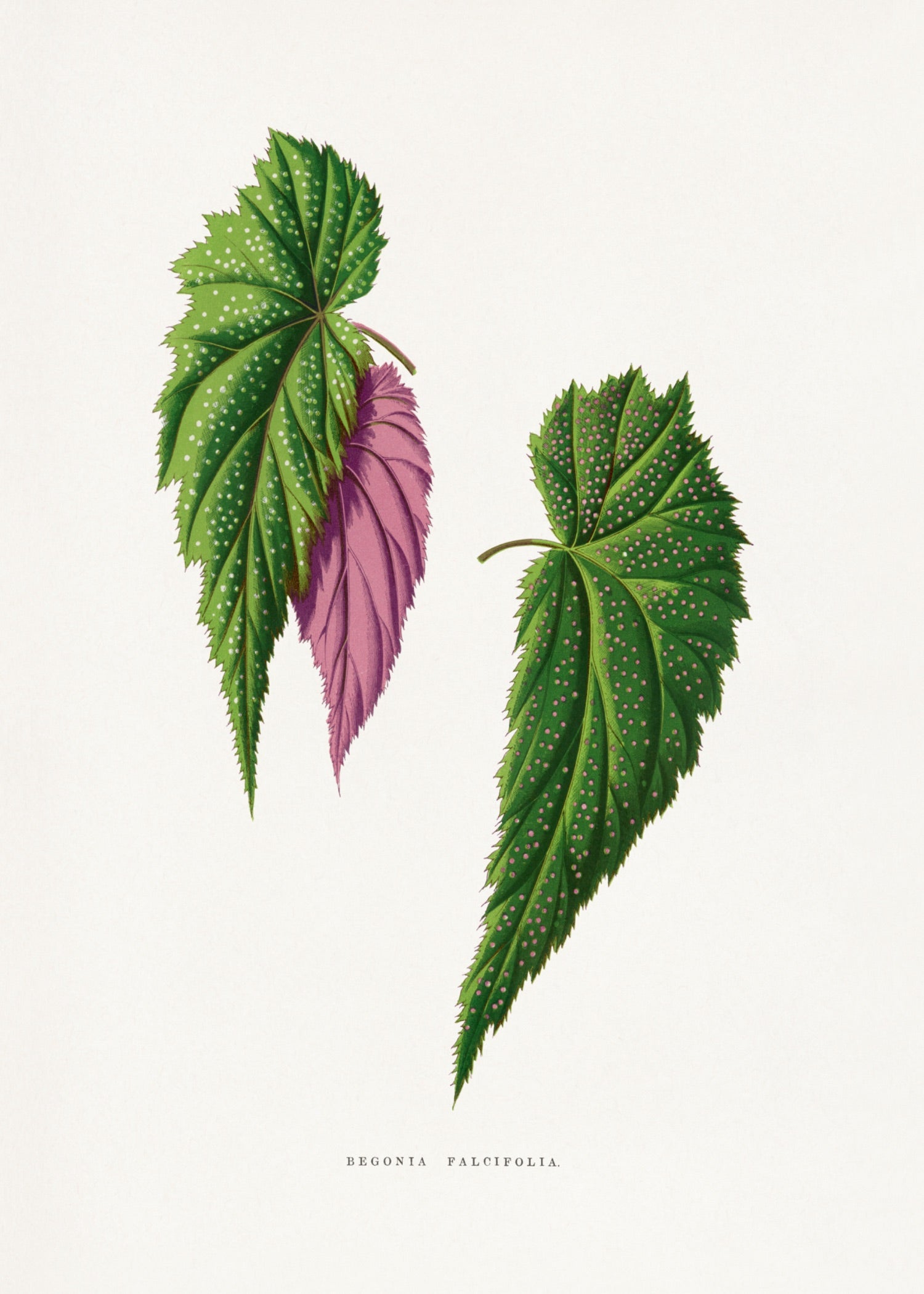 VINTAGE LEAF 43
