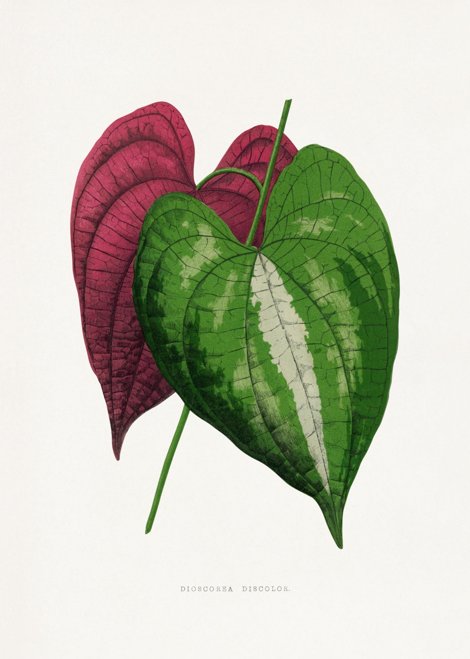 VINTAGE LEAF 46
