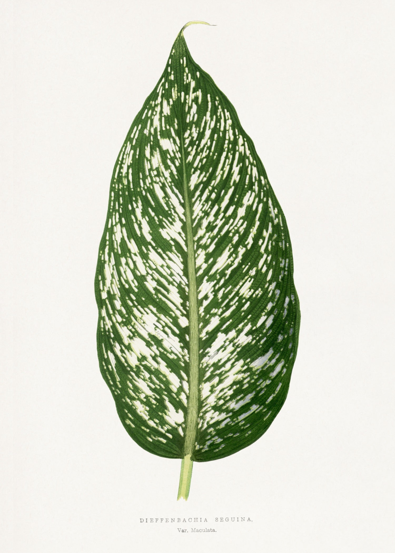 VINTAGE LEAF 5