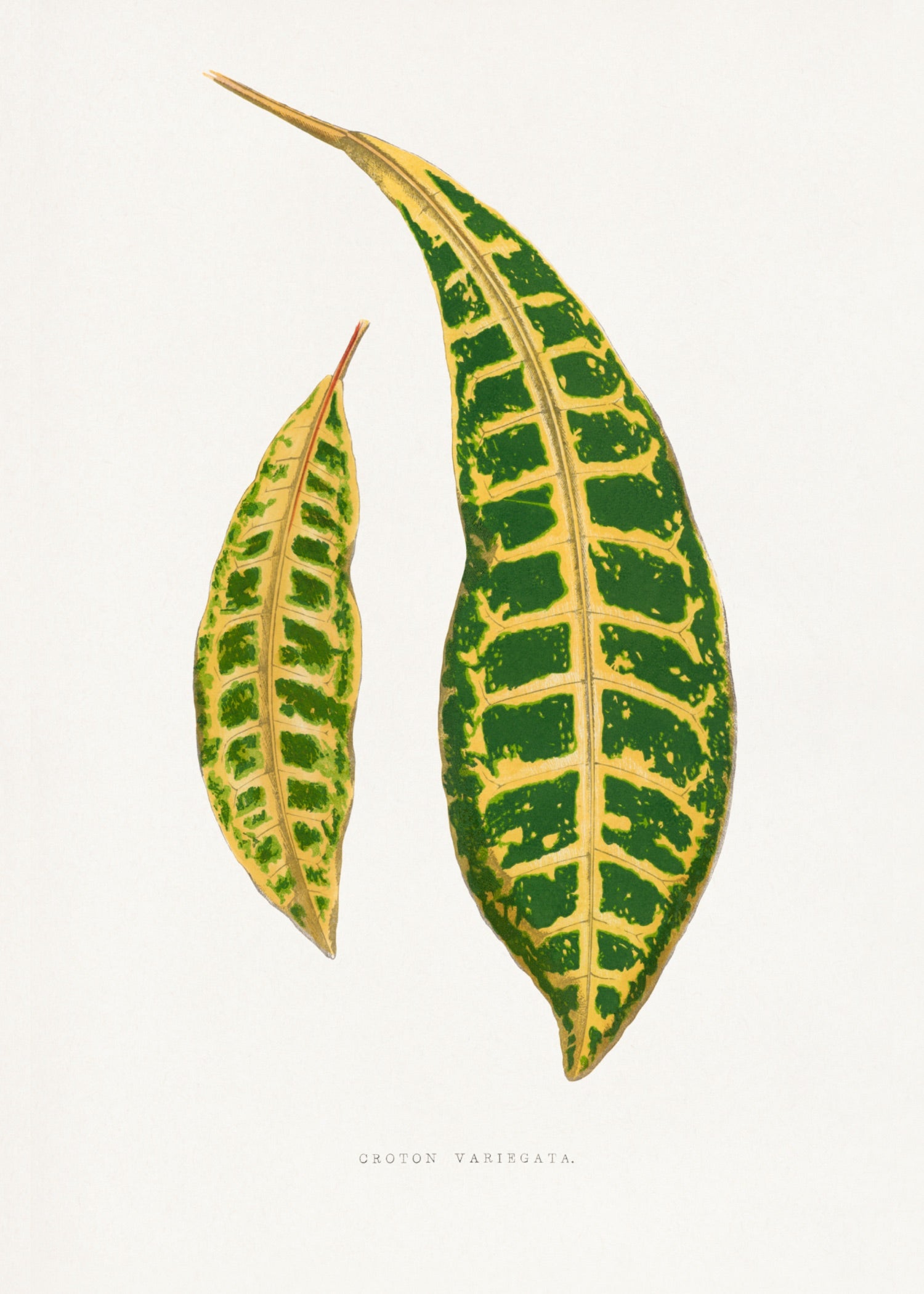 VINTAGE LEAF 8