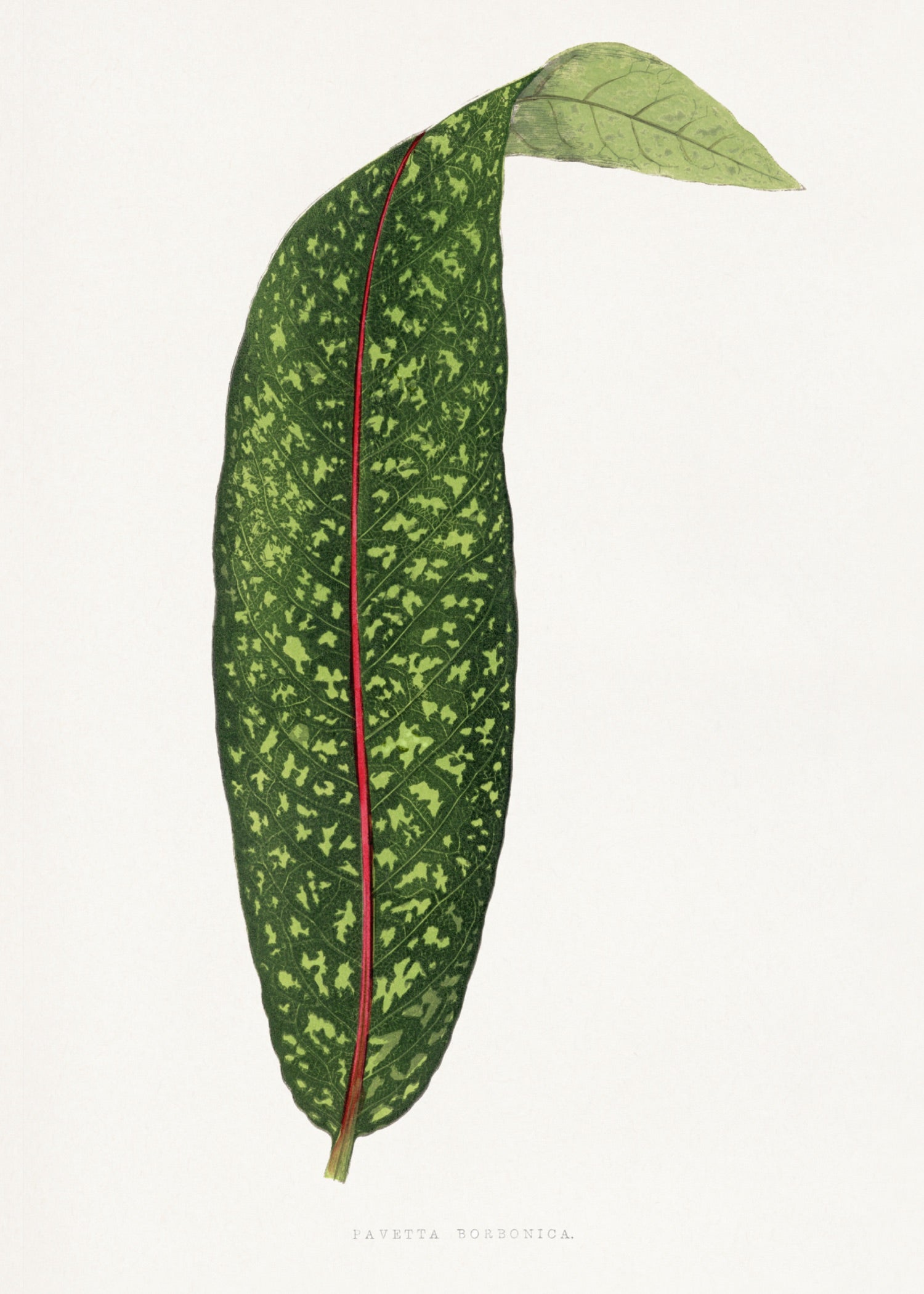 VINTAGE LEAF 9