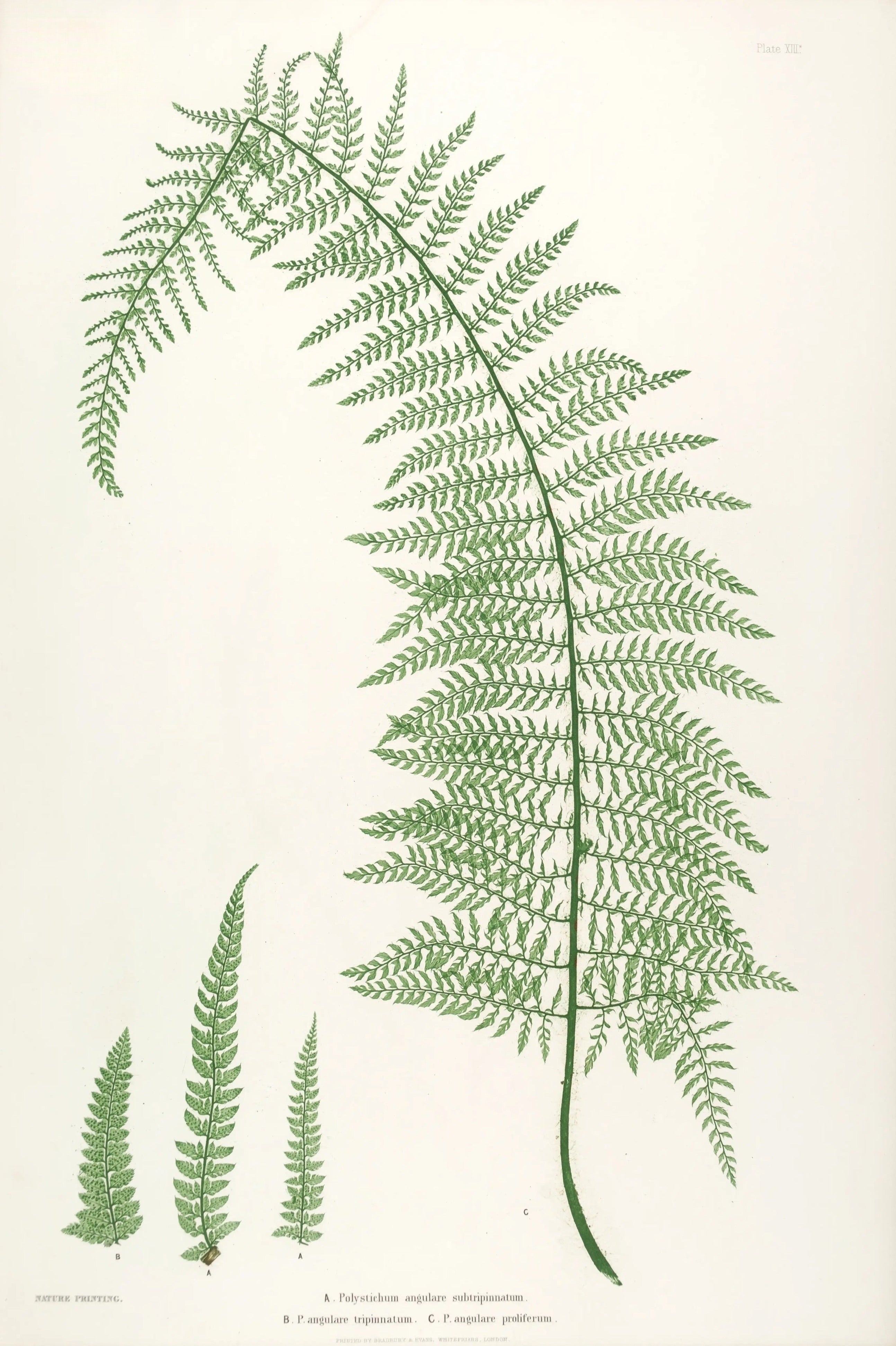 ENGLISH FERNS 10