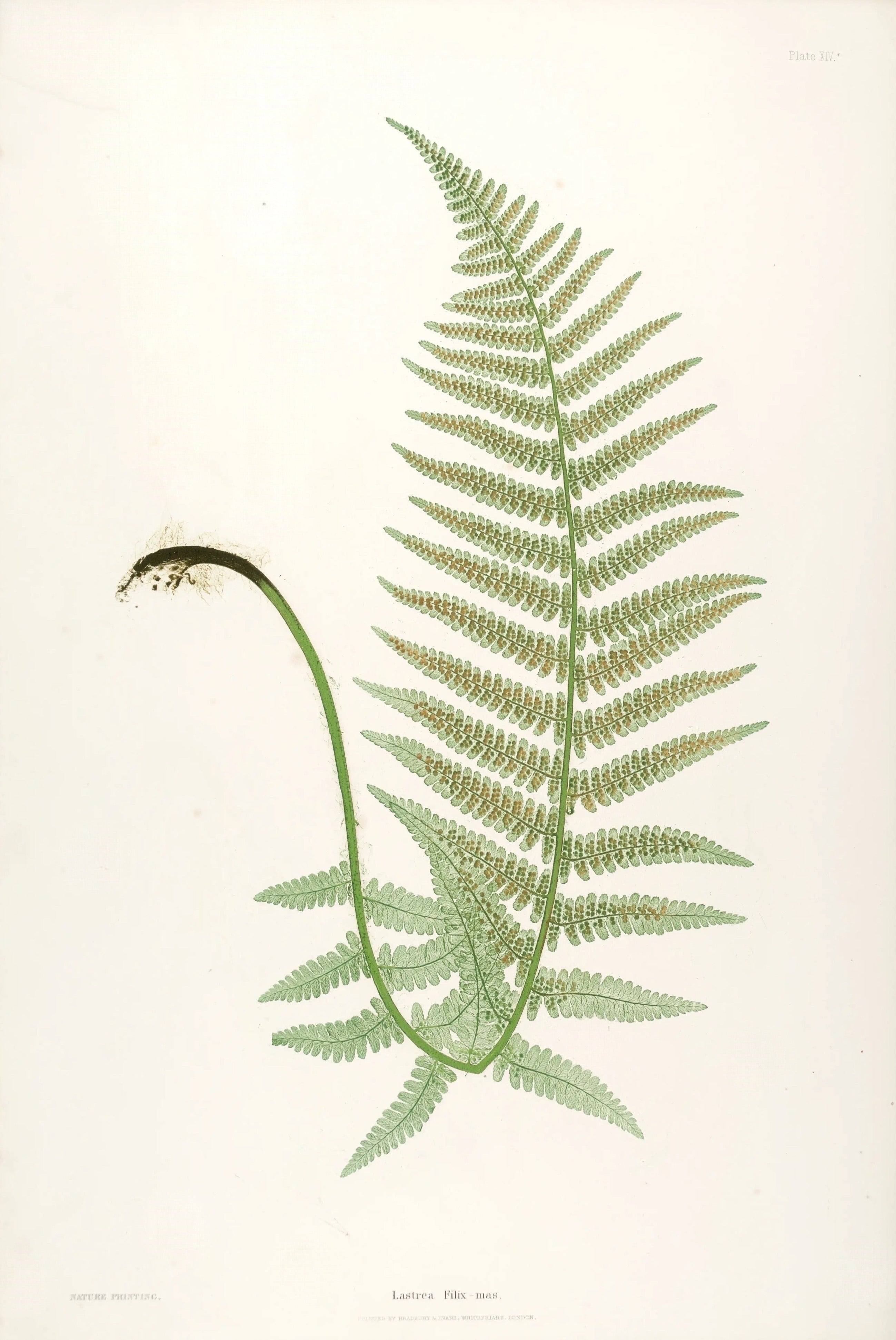ENGLISH FERNS 11