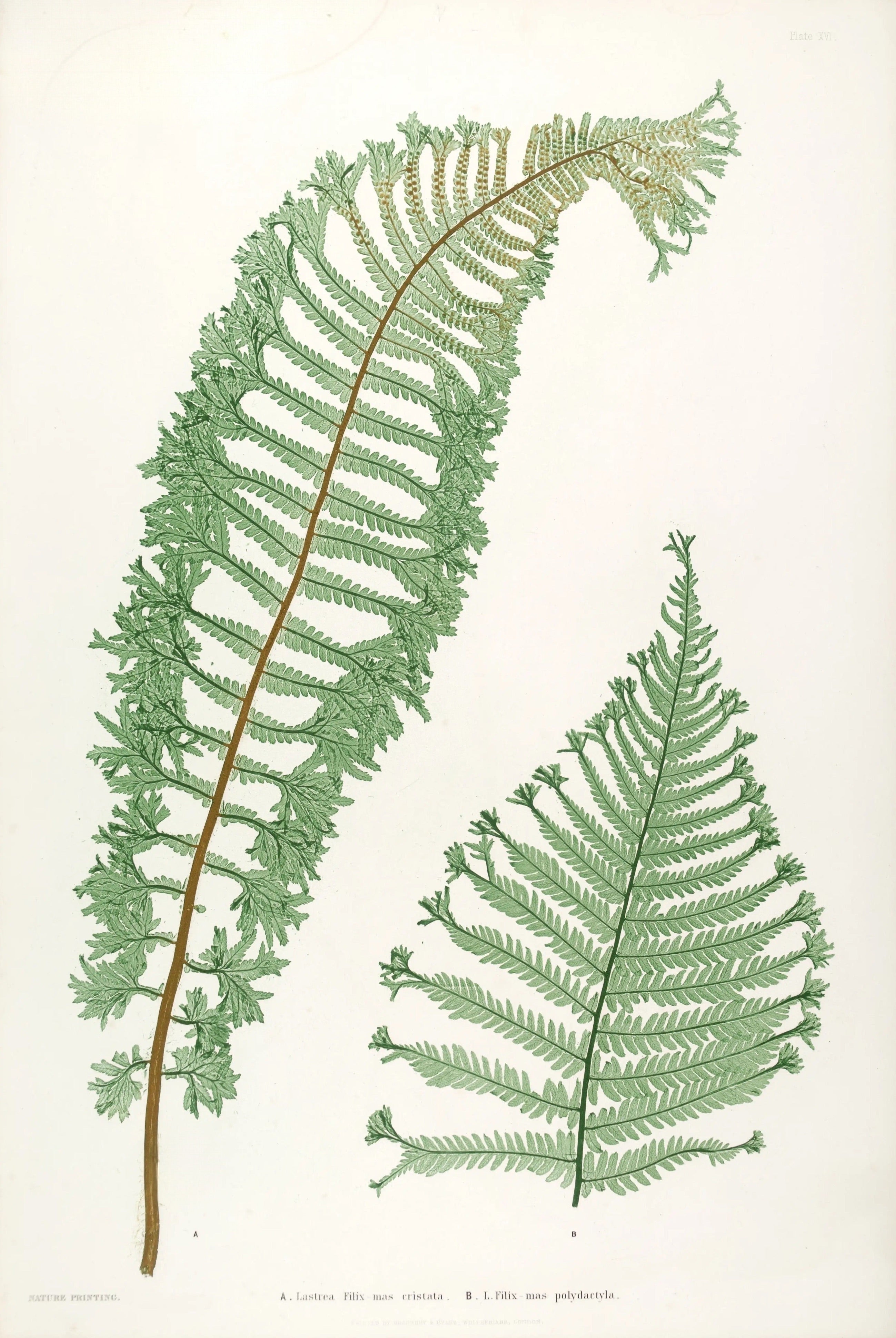 ENGLISH FERNS 13