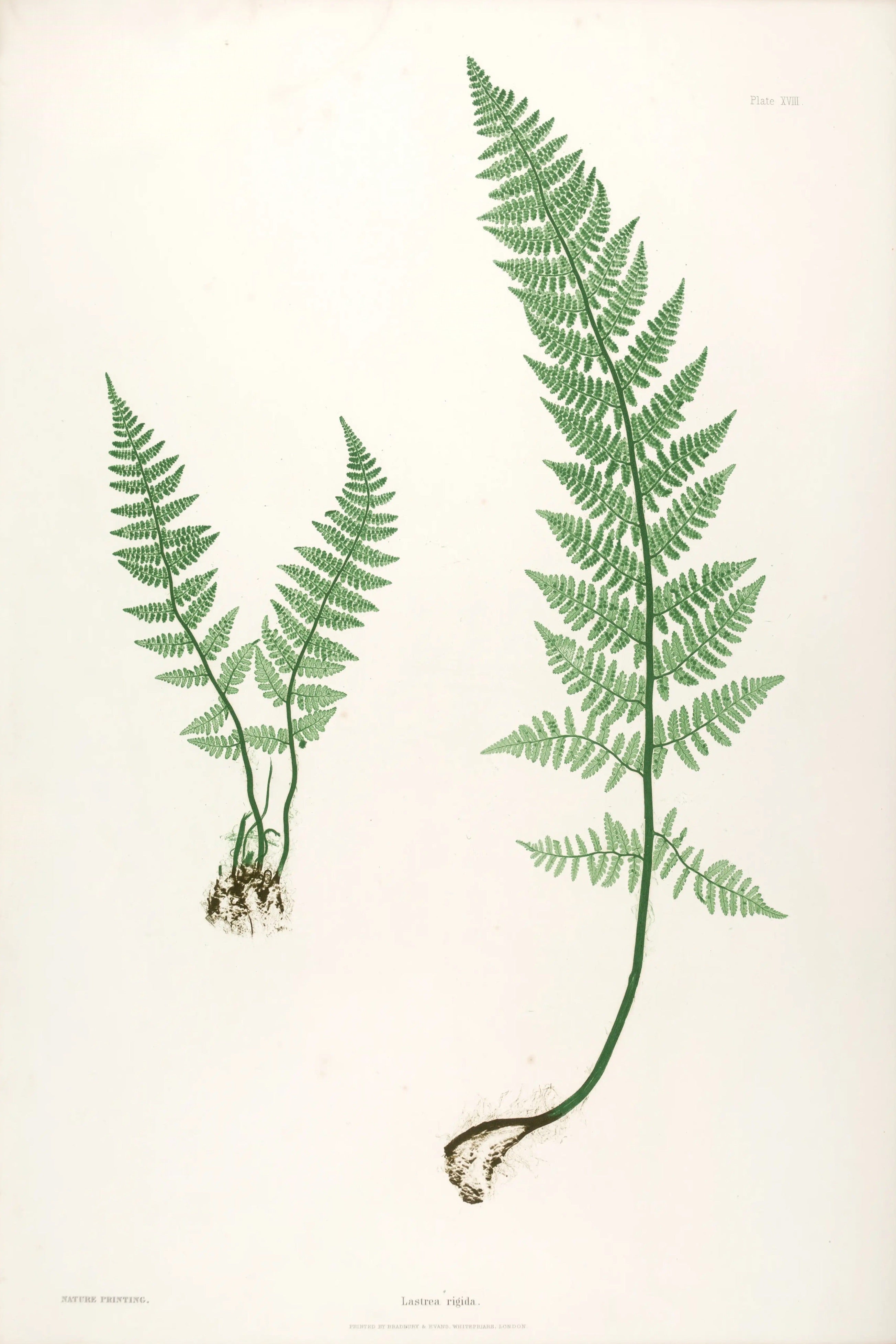 ENGLISH FERNS 15