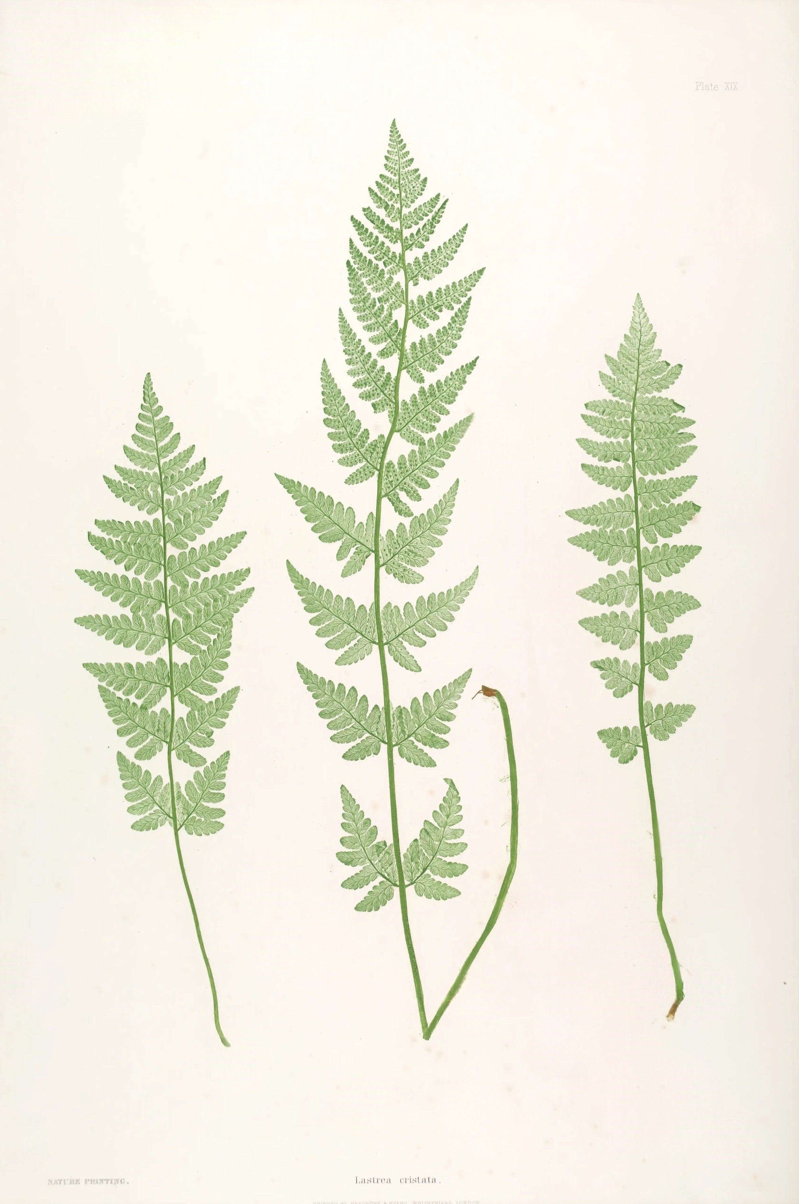 ENGLISH FERNS 16