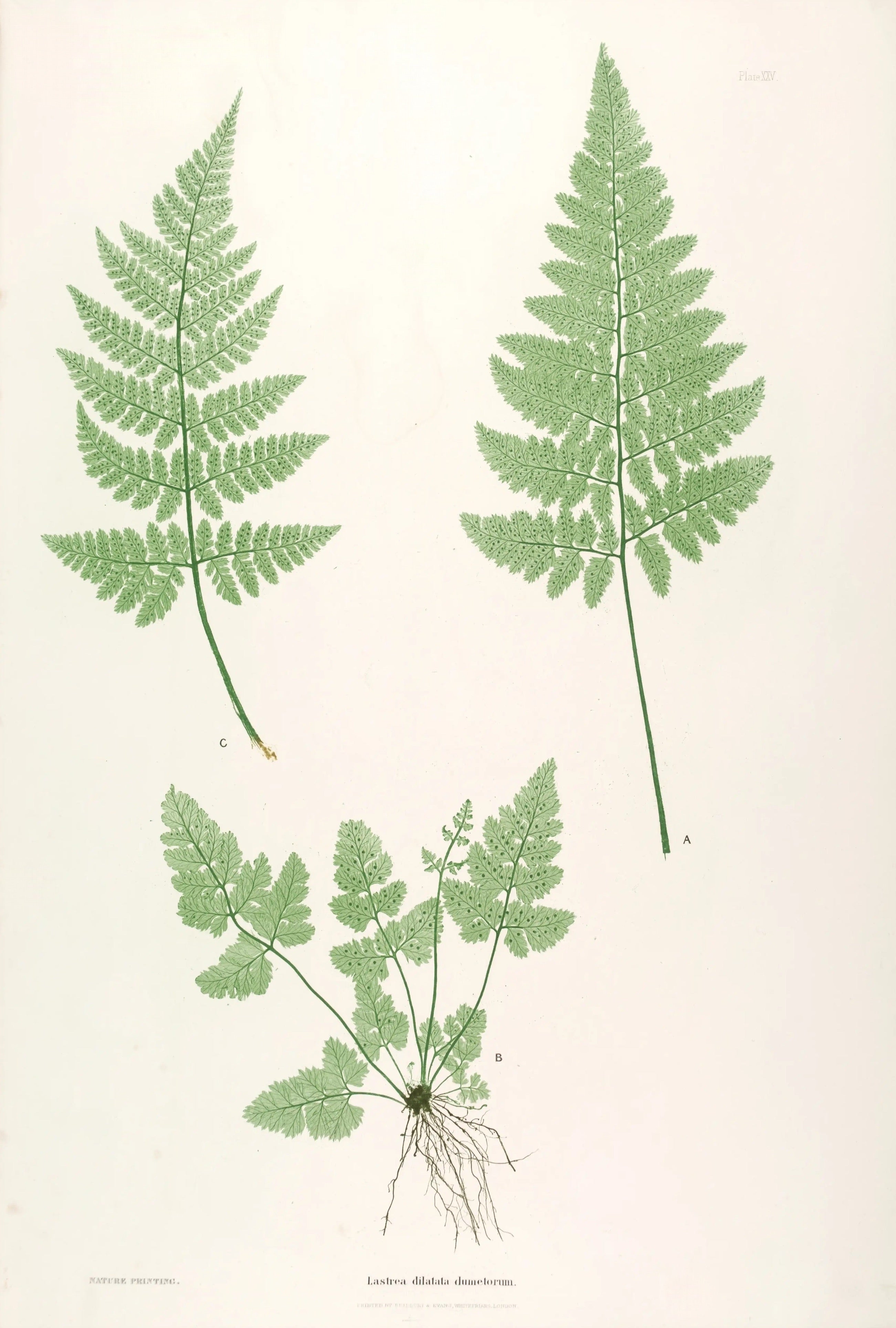 ENGLISH FERNS 22