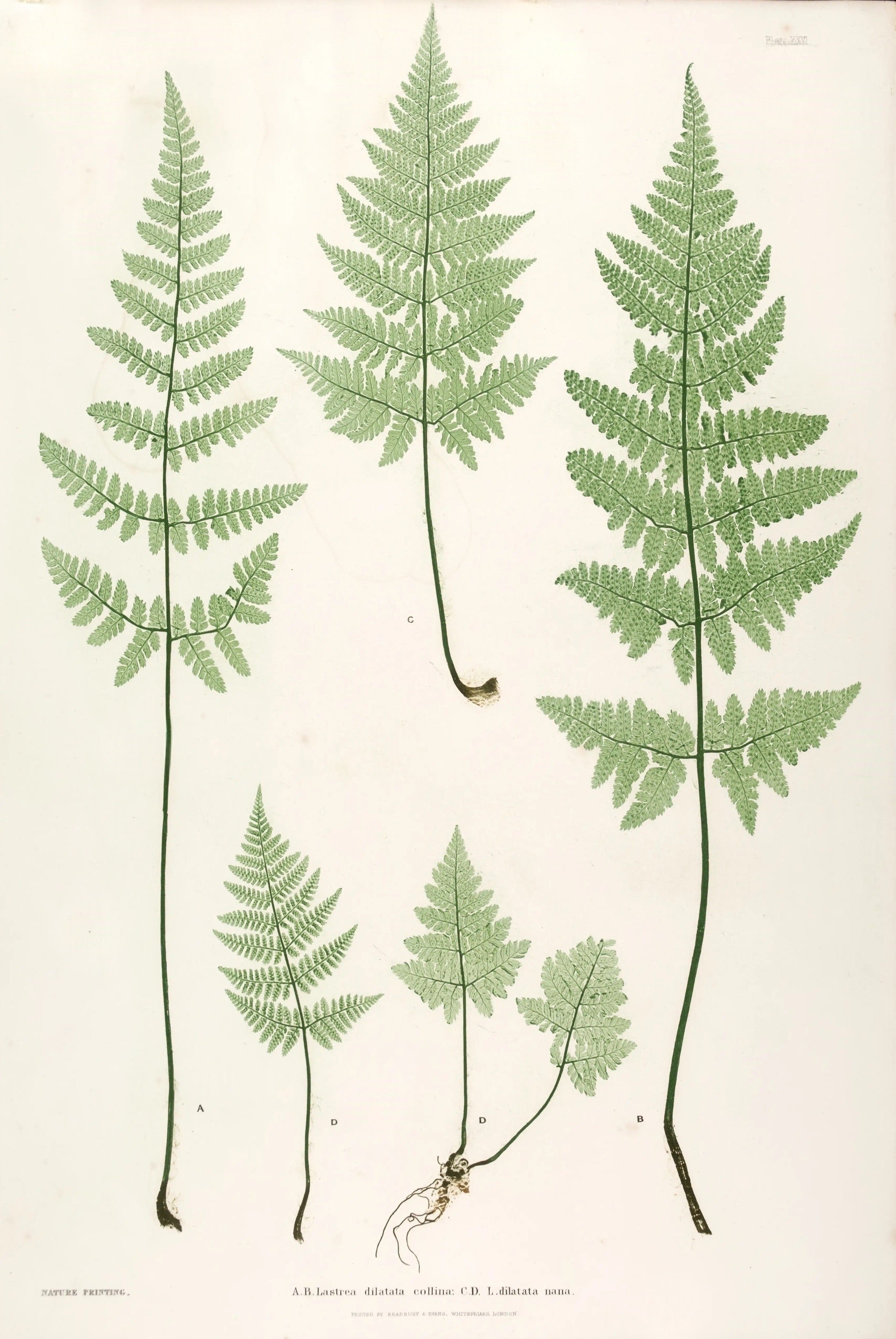 ENGLISH FERNS 23