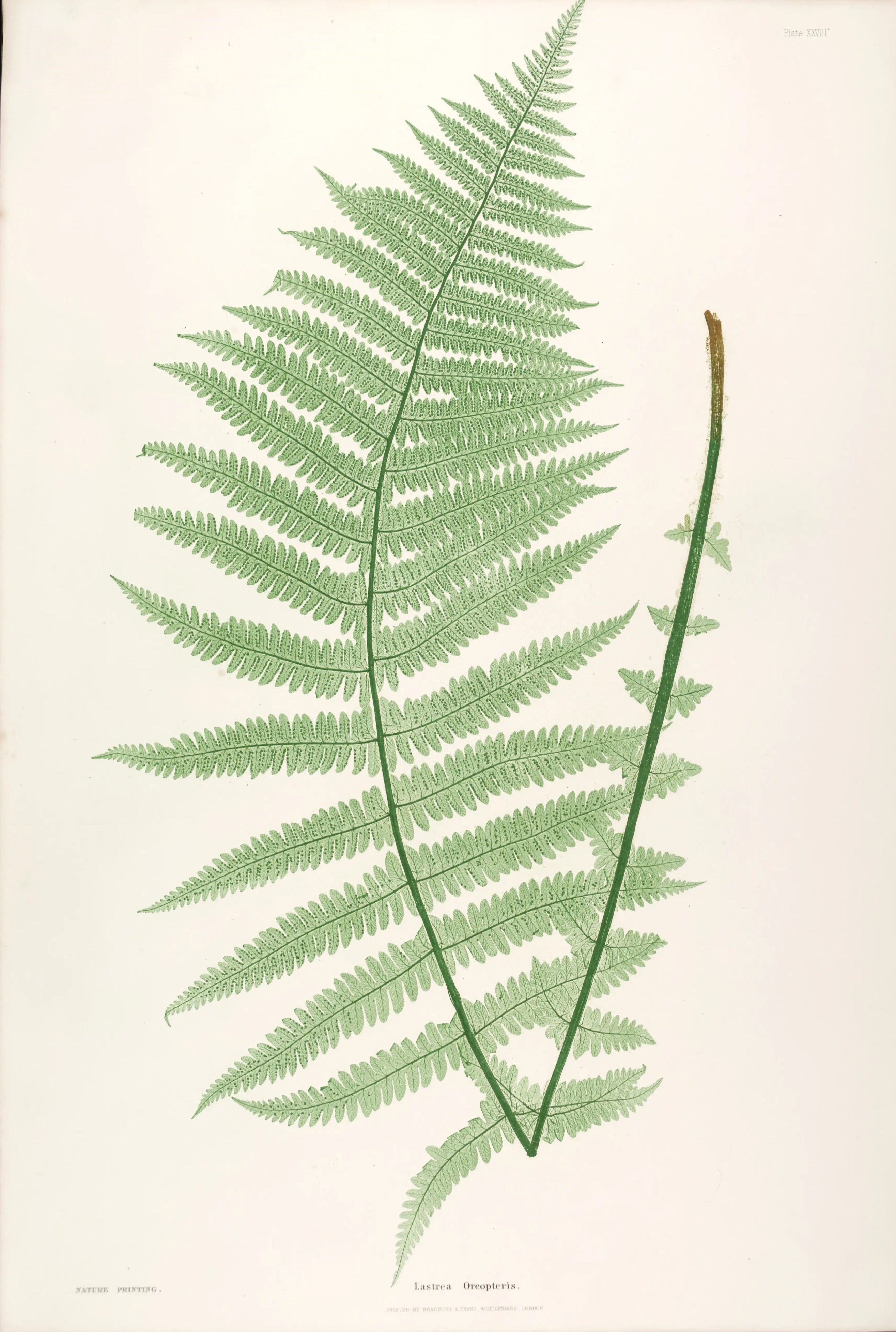 ENGLISH FERNS 25