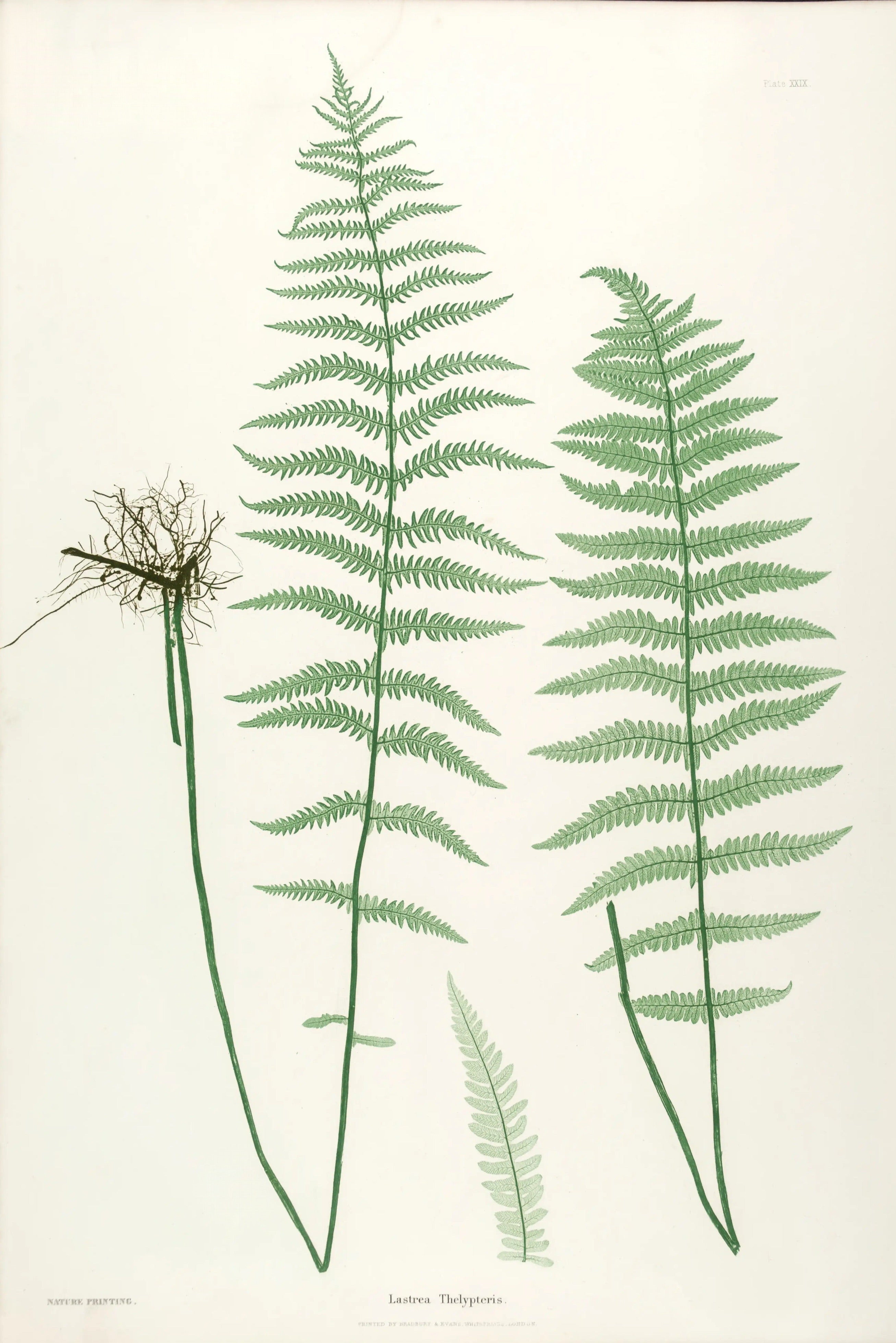 ENGLISH FERNS 26