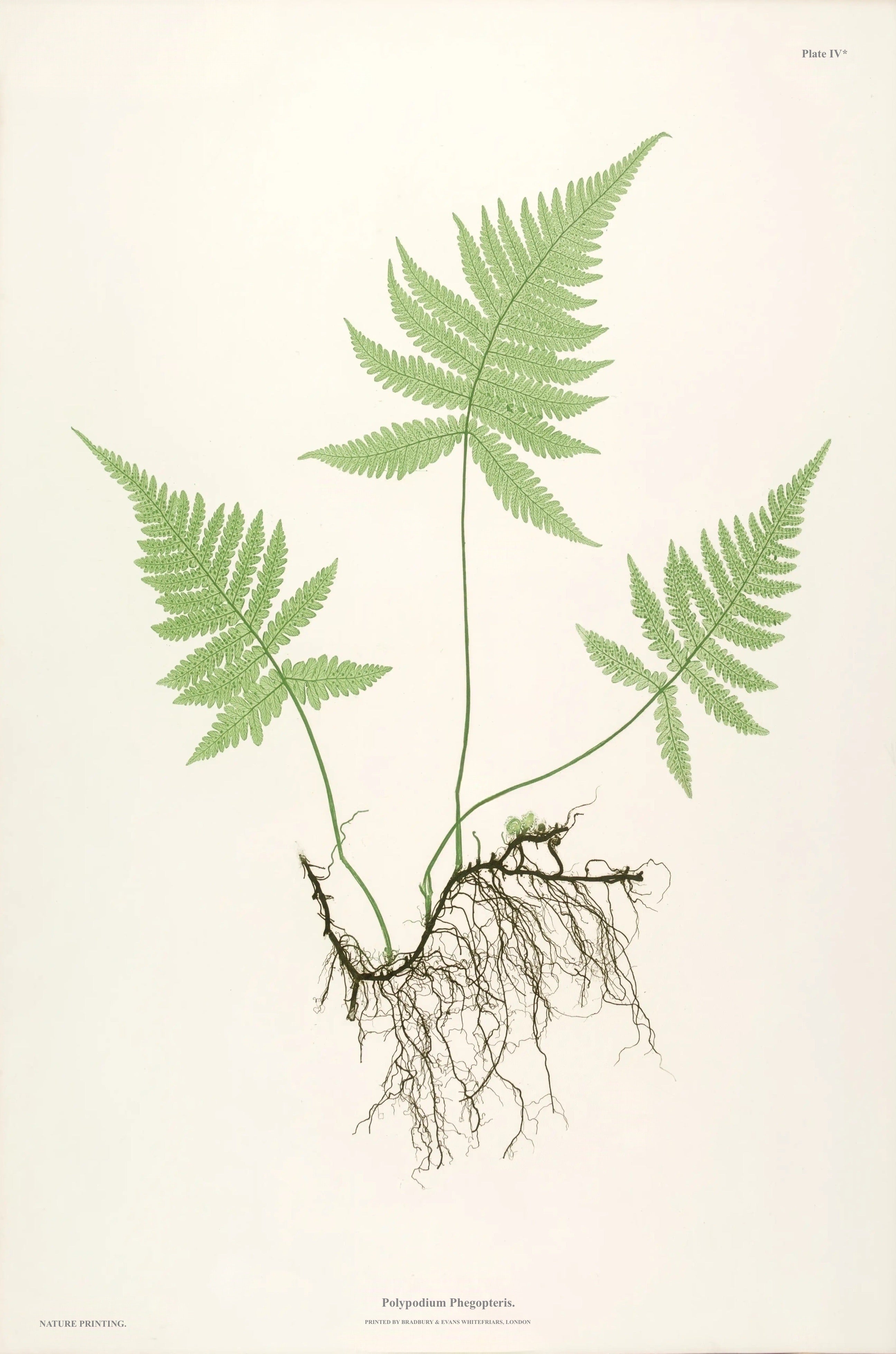 ENGLISH FERNS 2