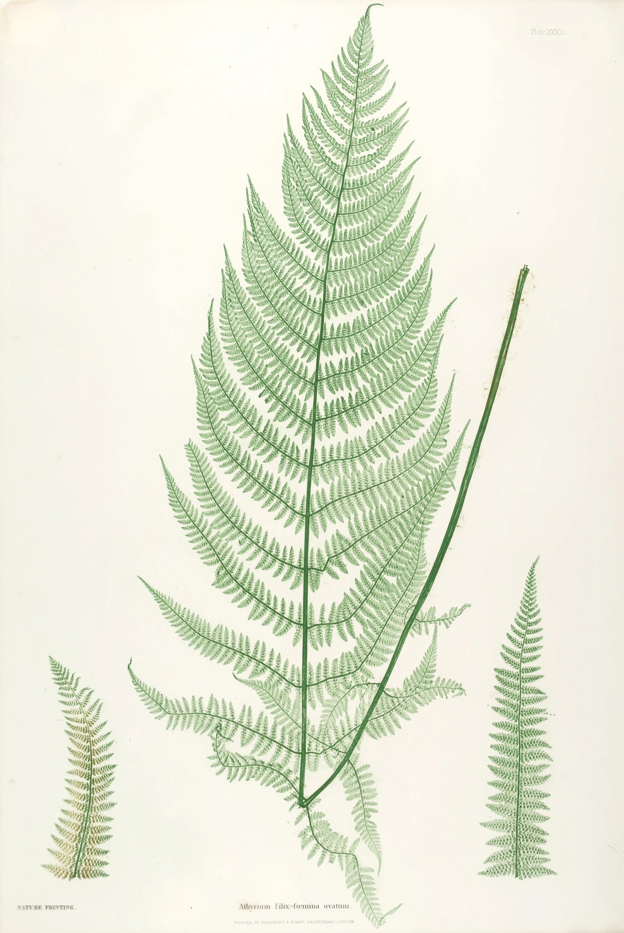 ENGLISH FERNS 29