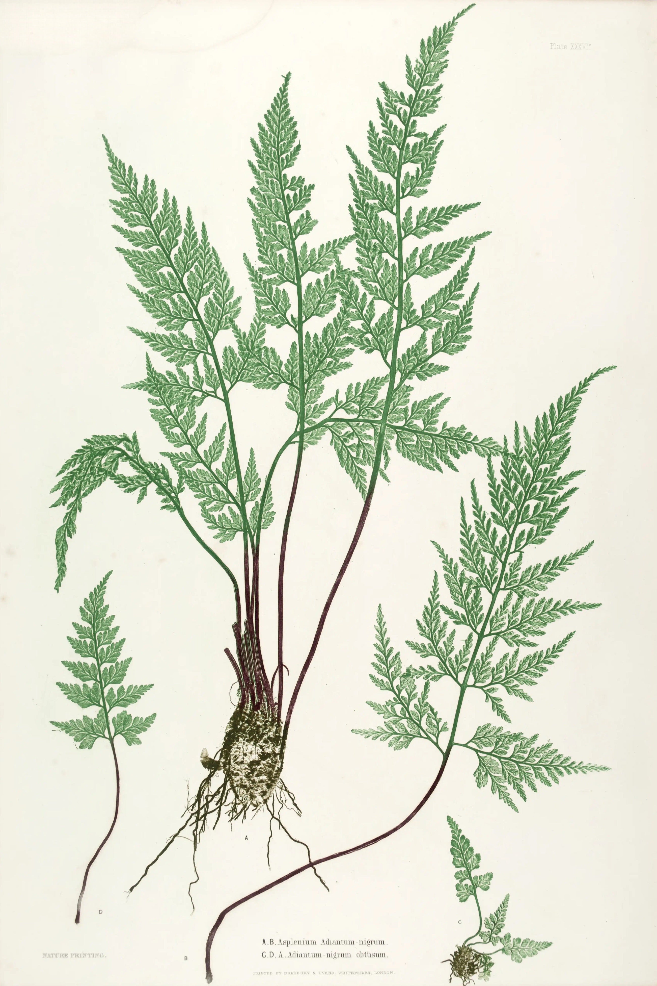 ENGLISH FERNS 31
