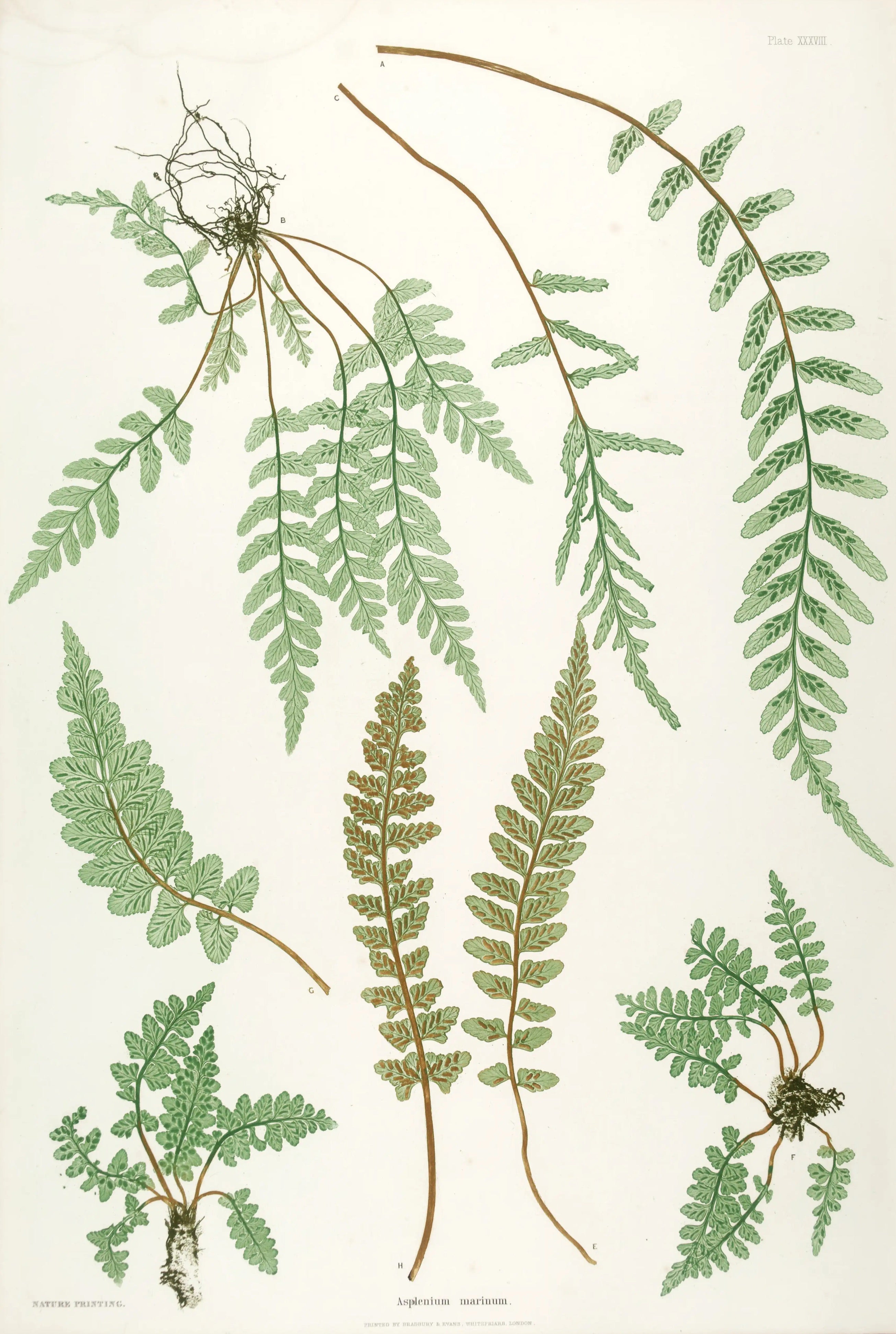 ENGLISH FERNS 33