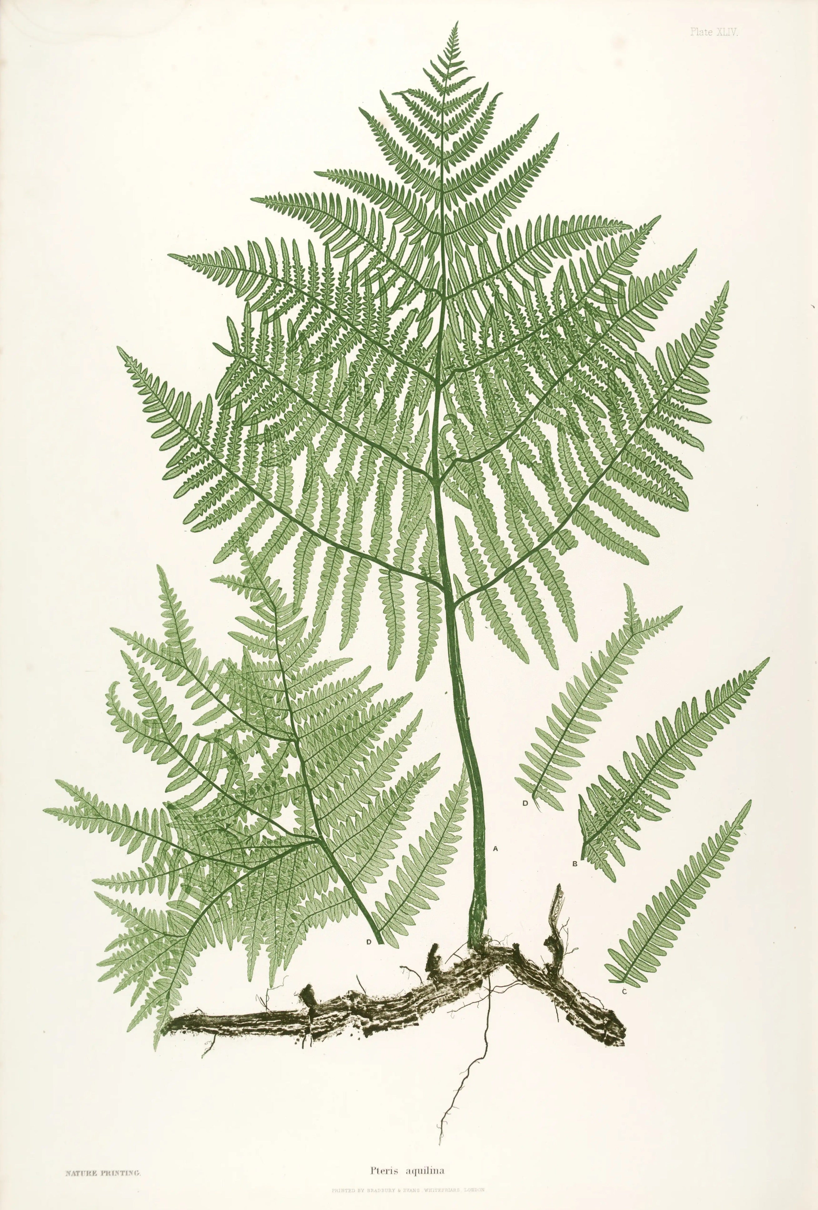 ENGLISH FERNS 36
