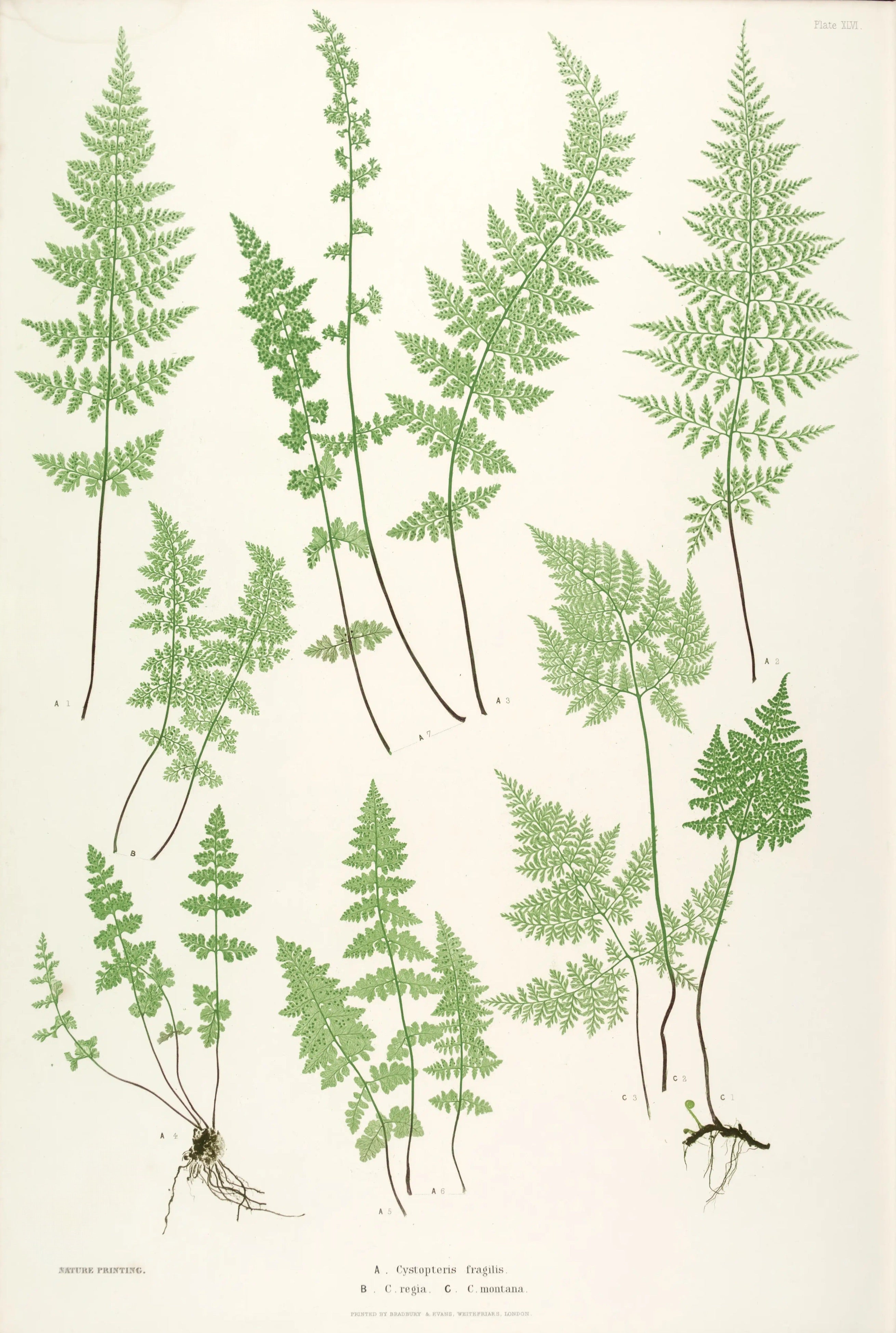 ENGLISH FERNS 37