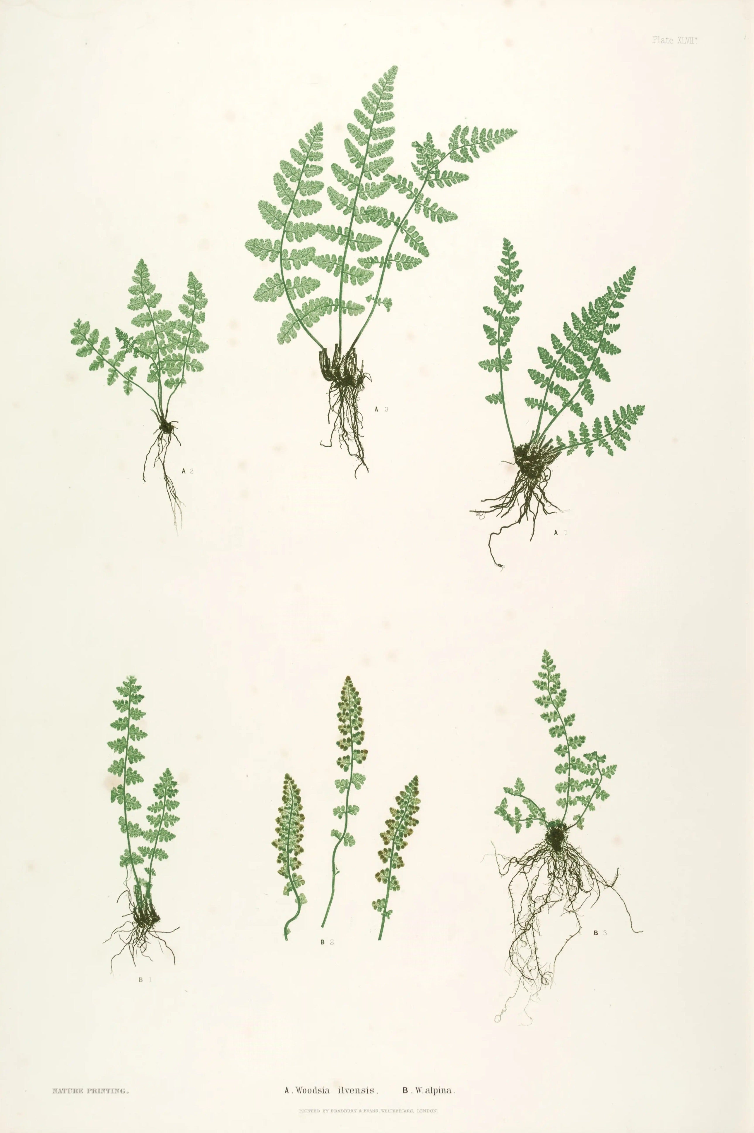 ENGLISH FERNS 38