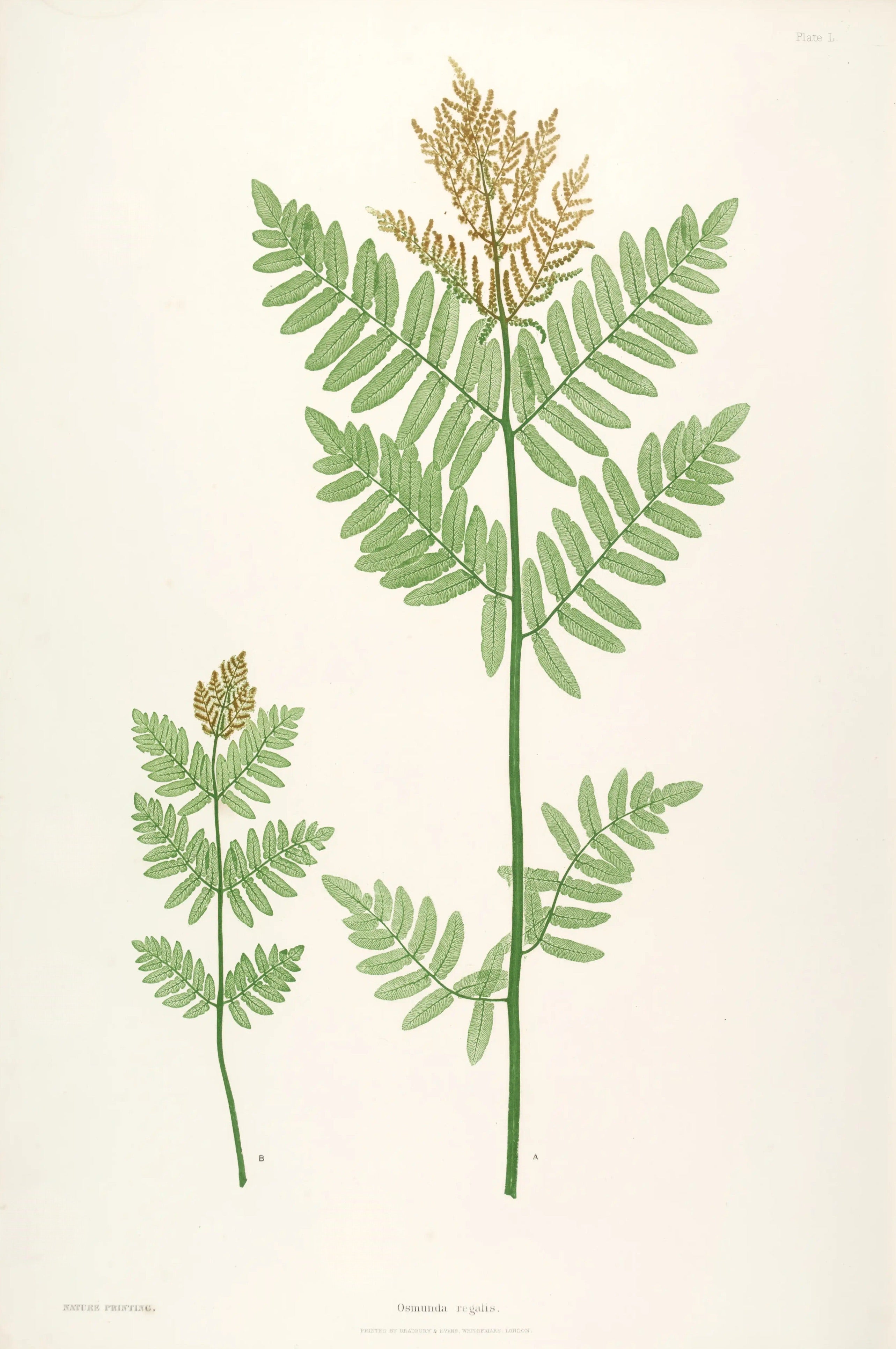 ENGLISH FERNS 41