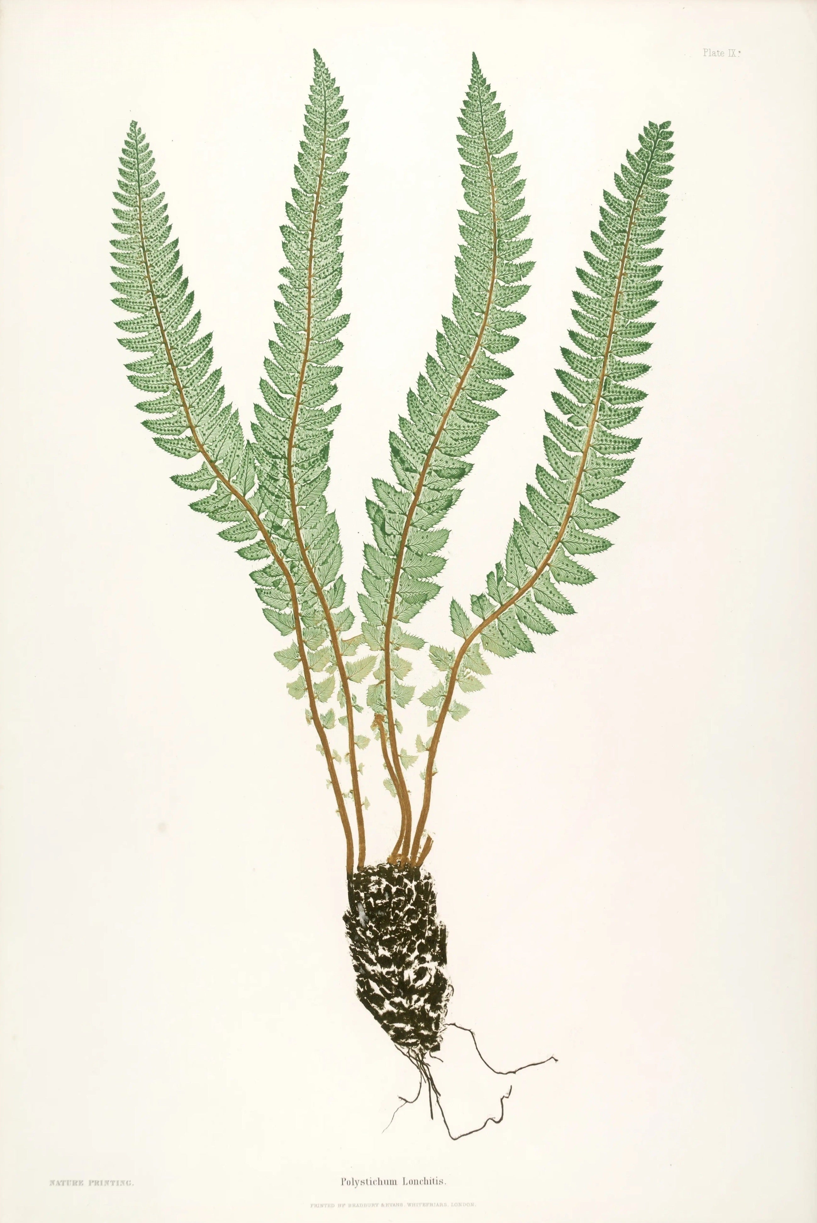 ENGLISH FERNS 7