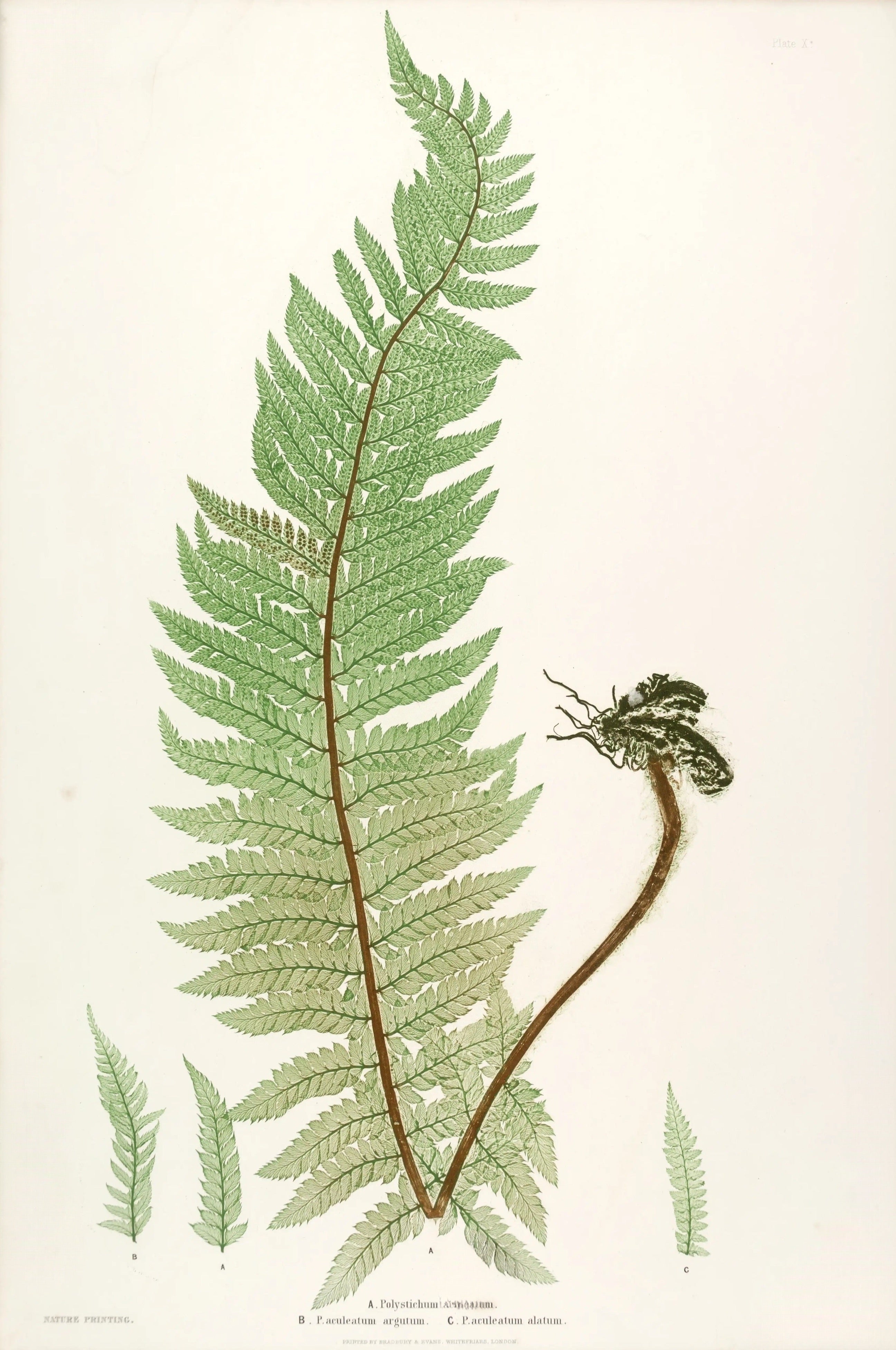 ENGLISH FERNS 8