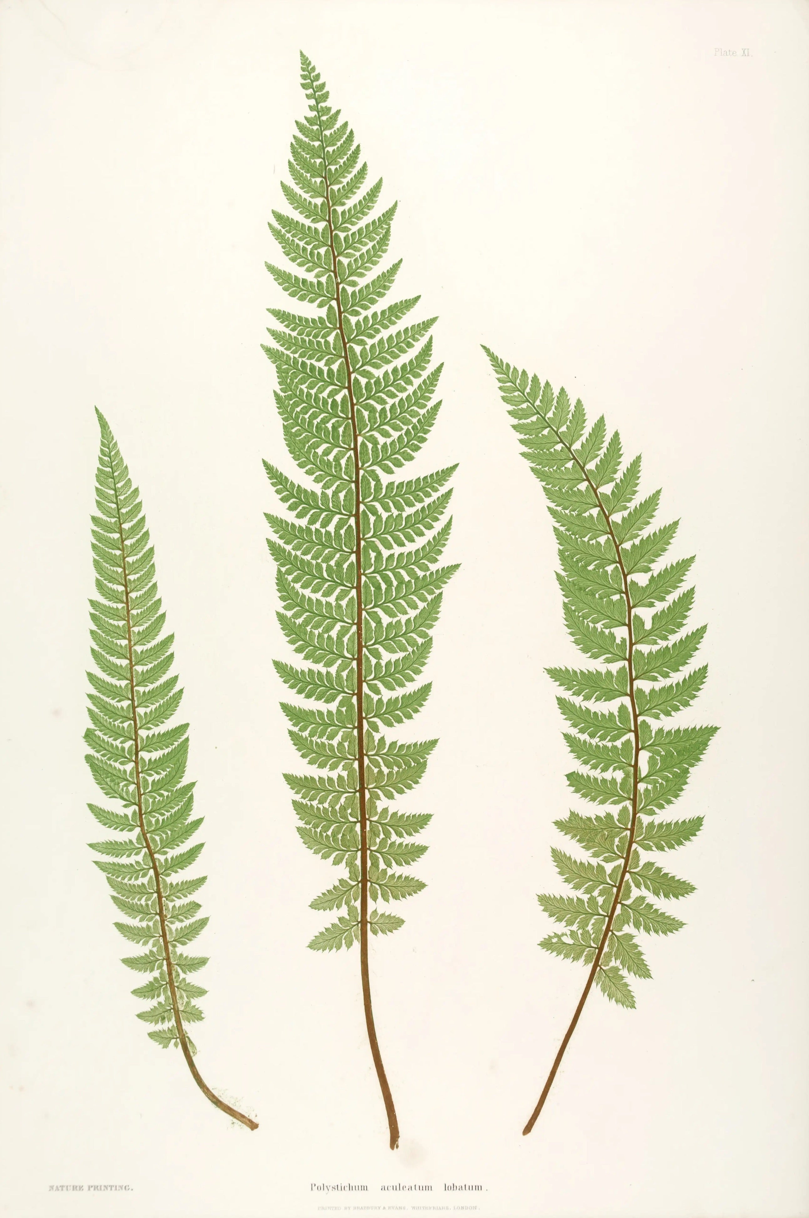 ENGLISH FERNS 9