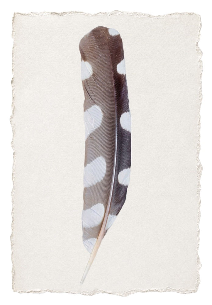 FEATHER 9