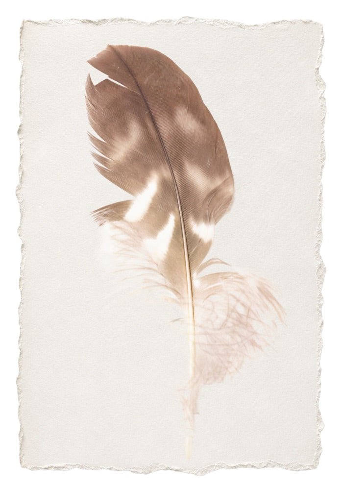 FEATHER 11
