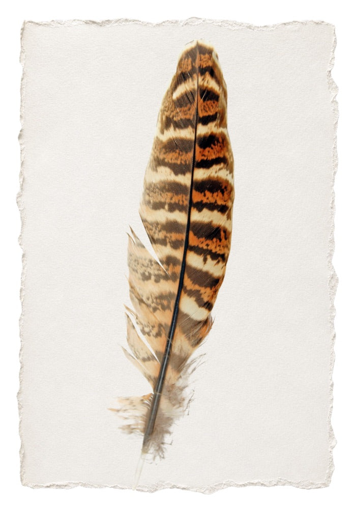 FEATHER 12