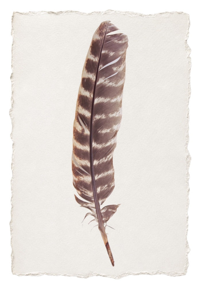 FEATHER 14