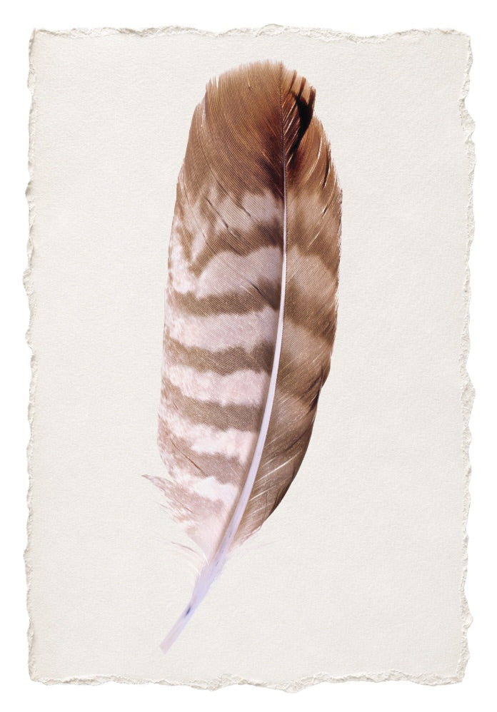FEATHER 16