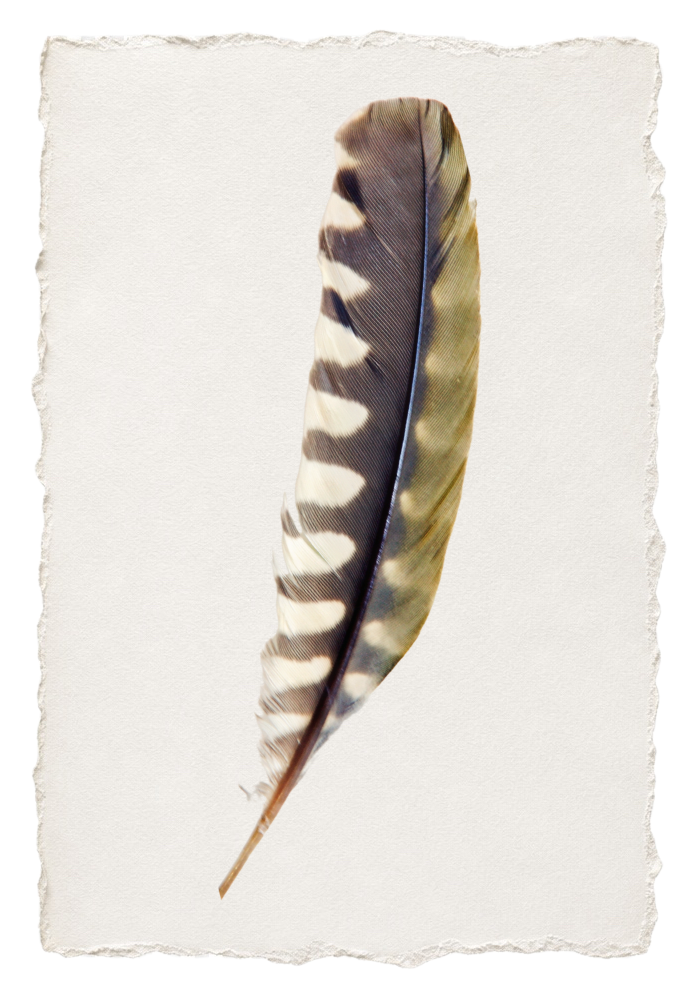 FEATHER 3