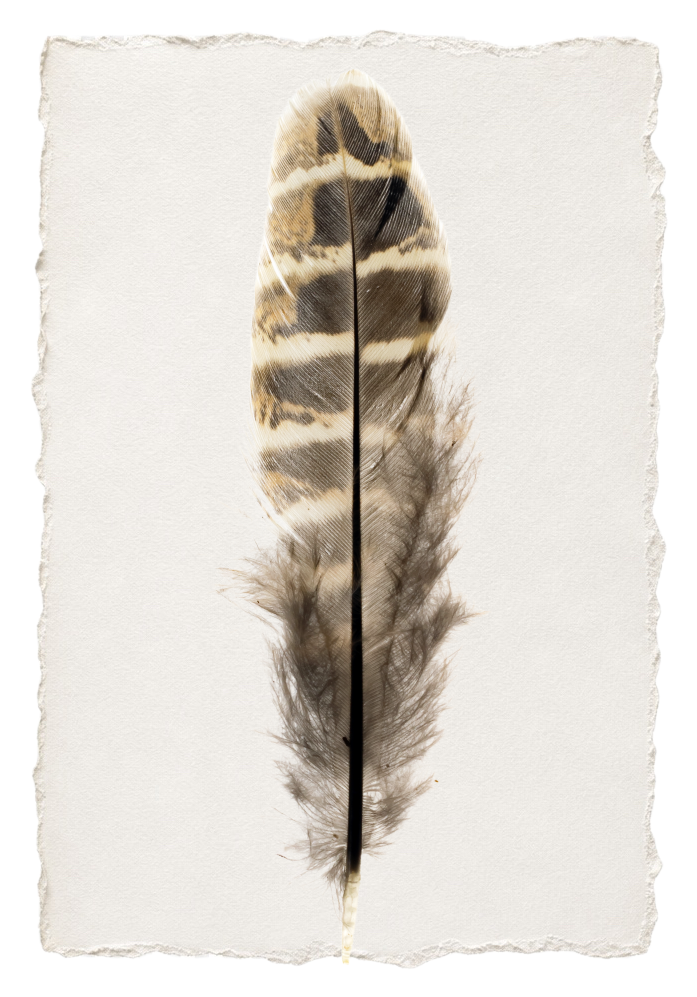 FEATHER 2