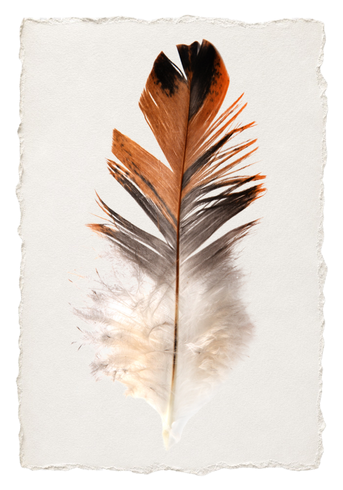 FEATHER 4