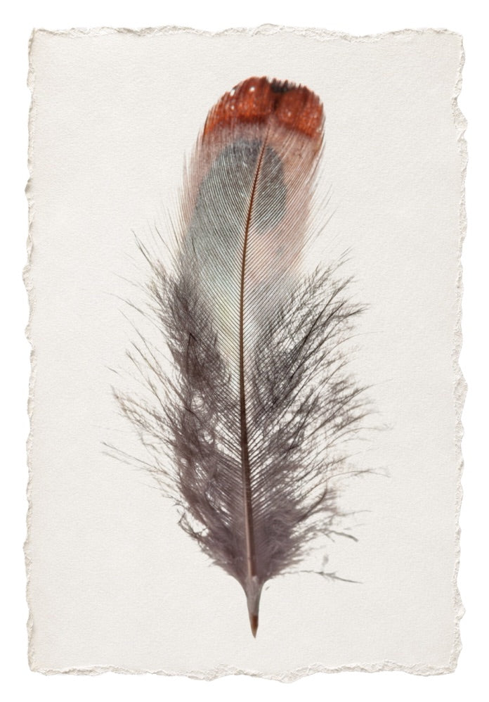 FEATHER 20