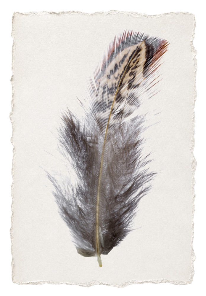 FEATHER 21