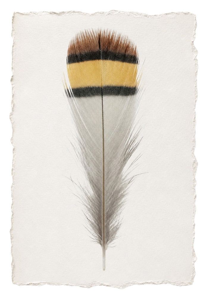 FEATHER 6