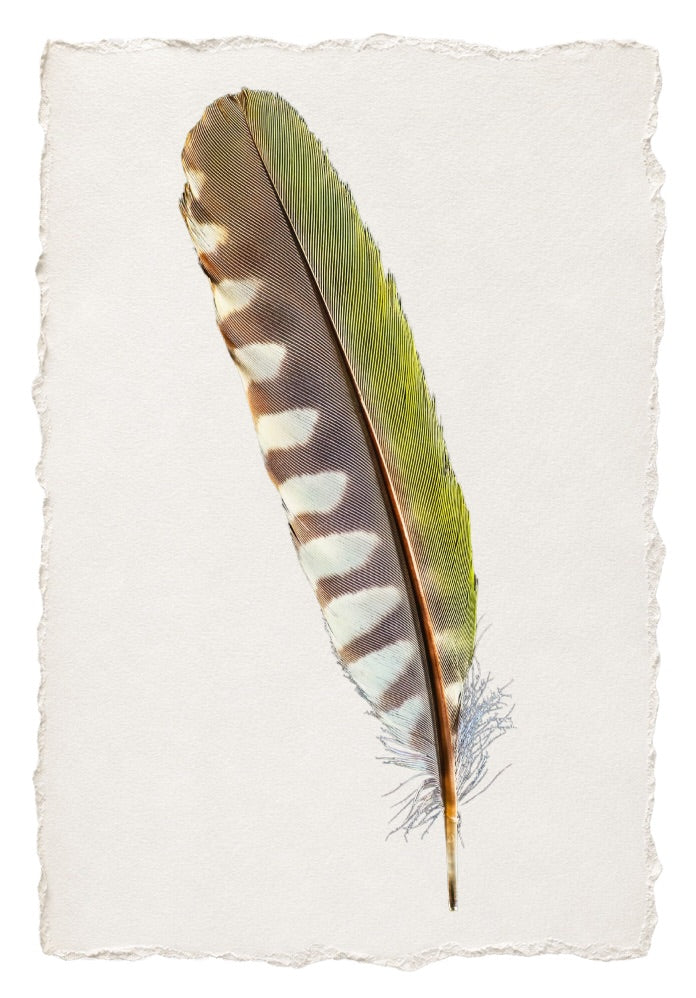 FEATHER 7