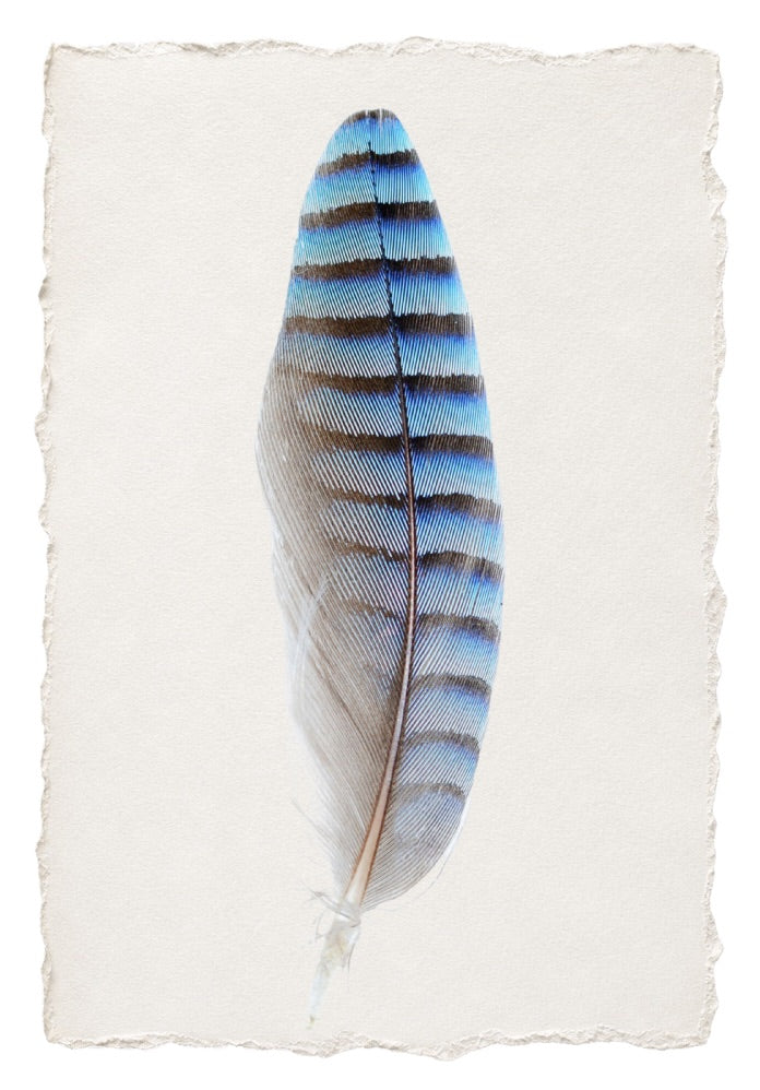 FEATHER 19