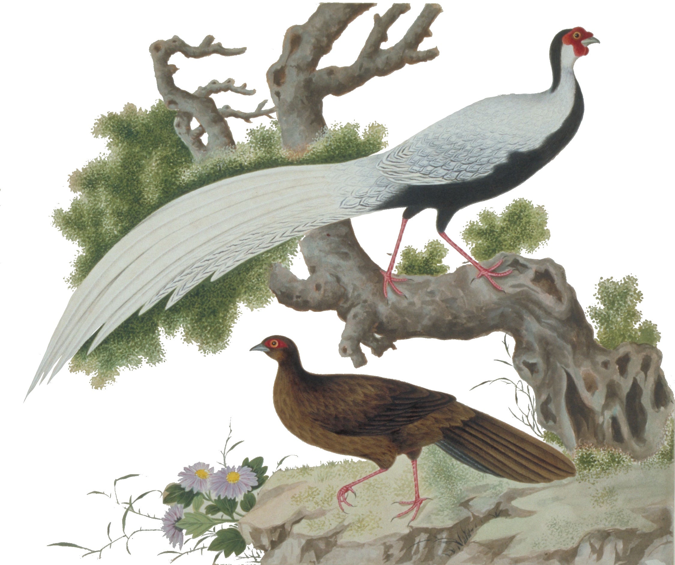 CHINESE BIRD 16