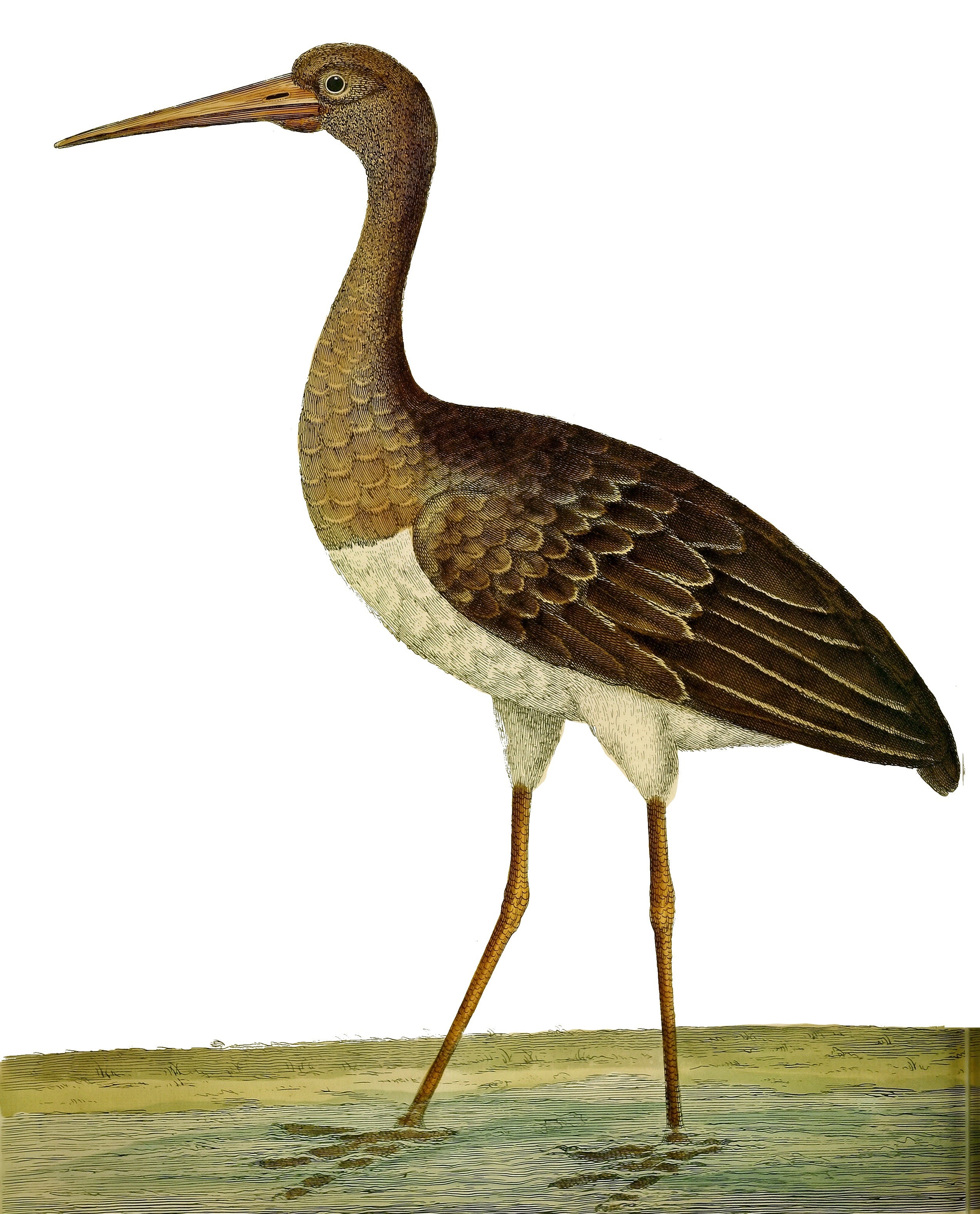 AQUATIC BIRD 2