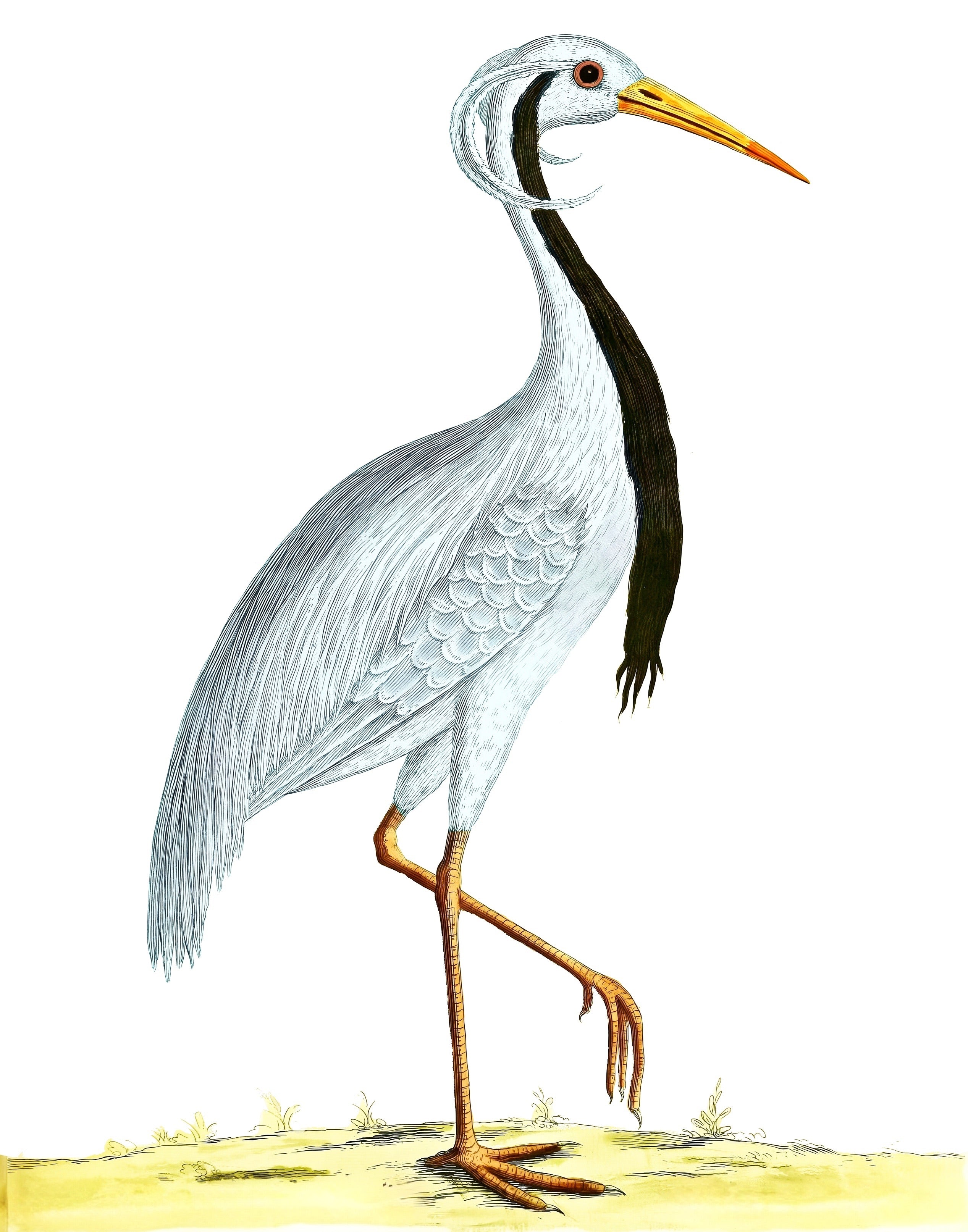 AQUATIC BIRD 7