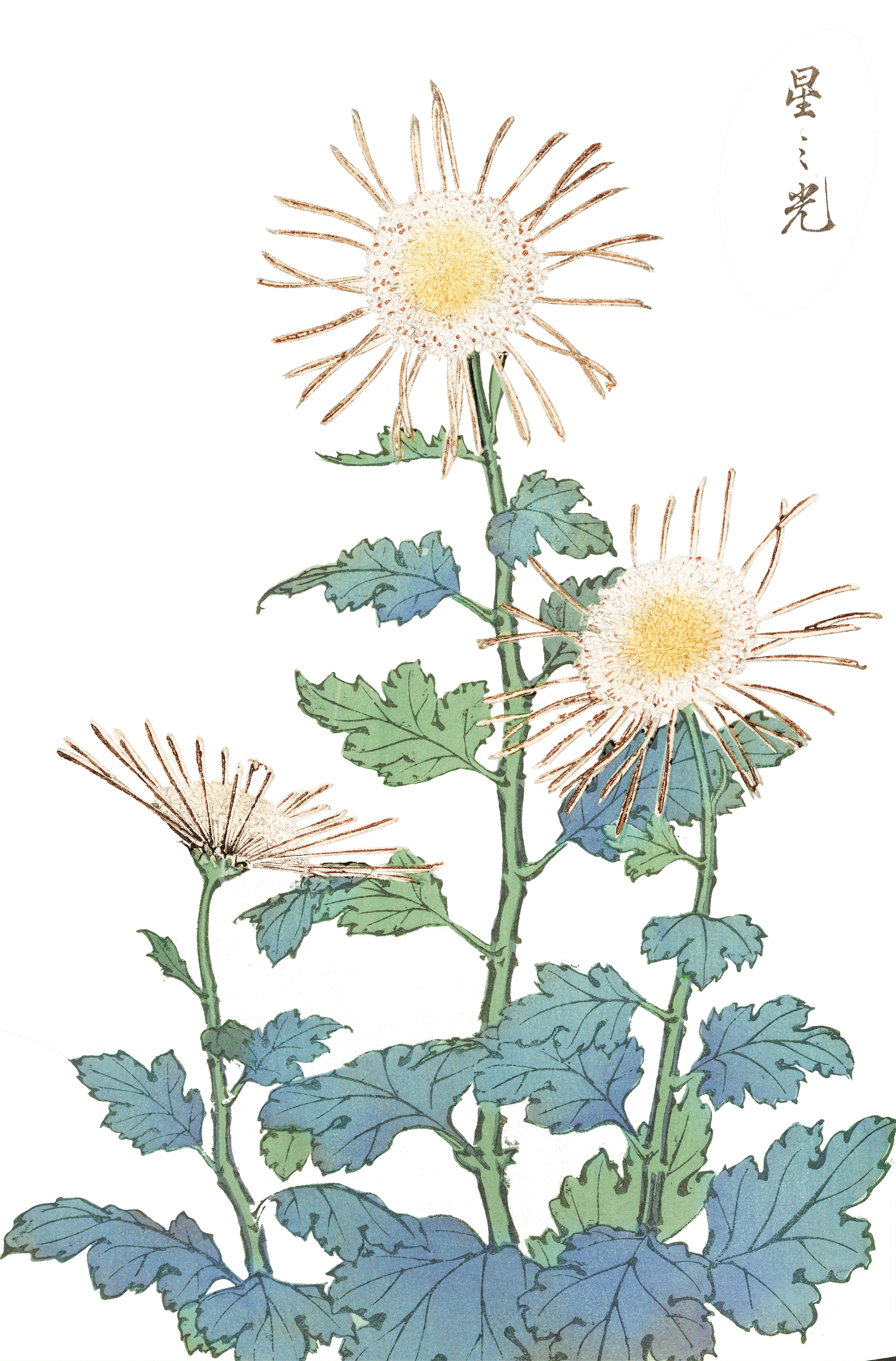 CHRYSANTHEMUMS 3