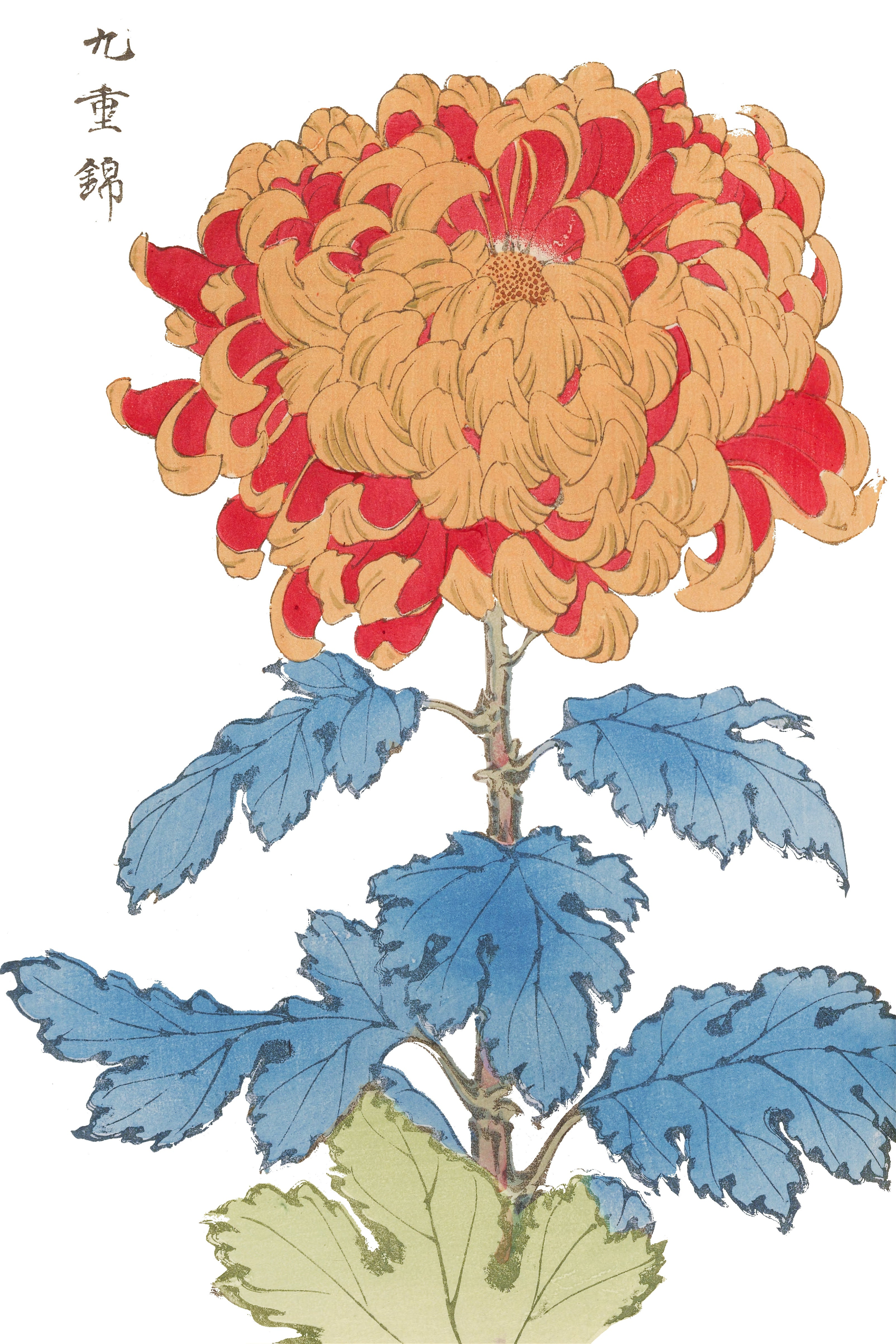 CHRYSANTHEMUMS 4