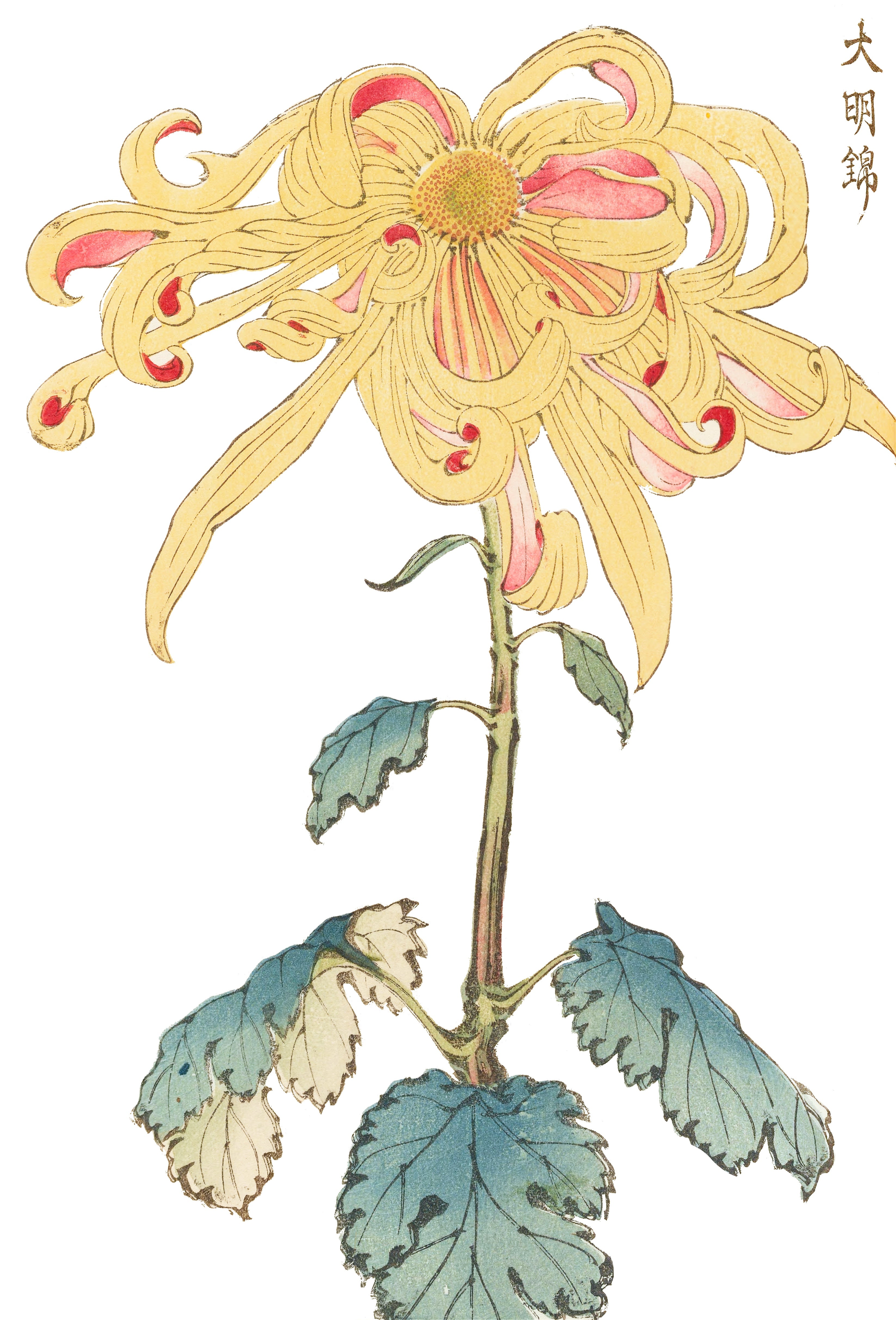 CHRYSANTHEMUMS 7